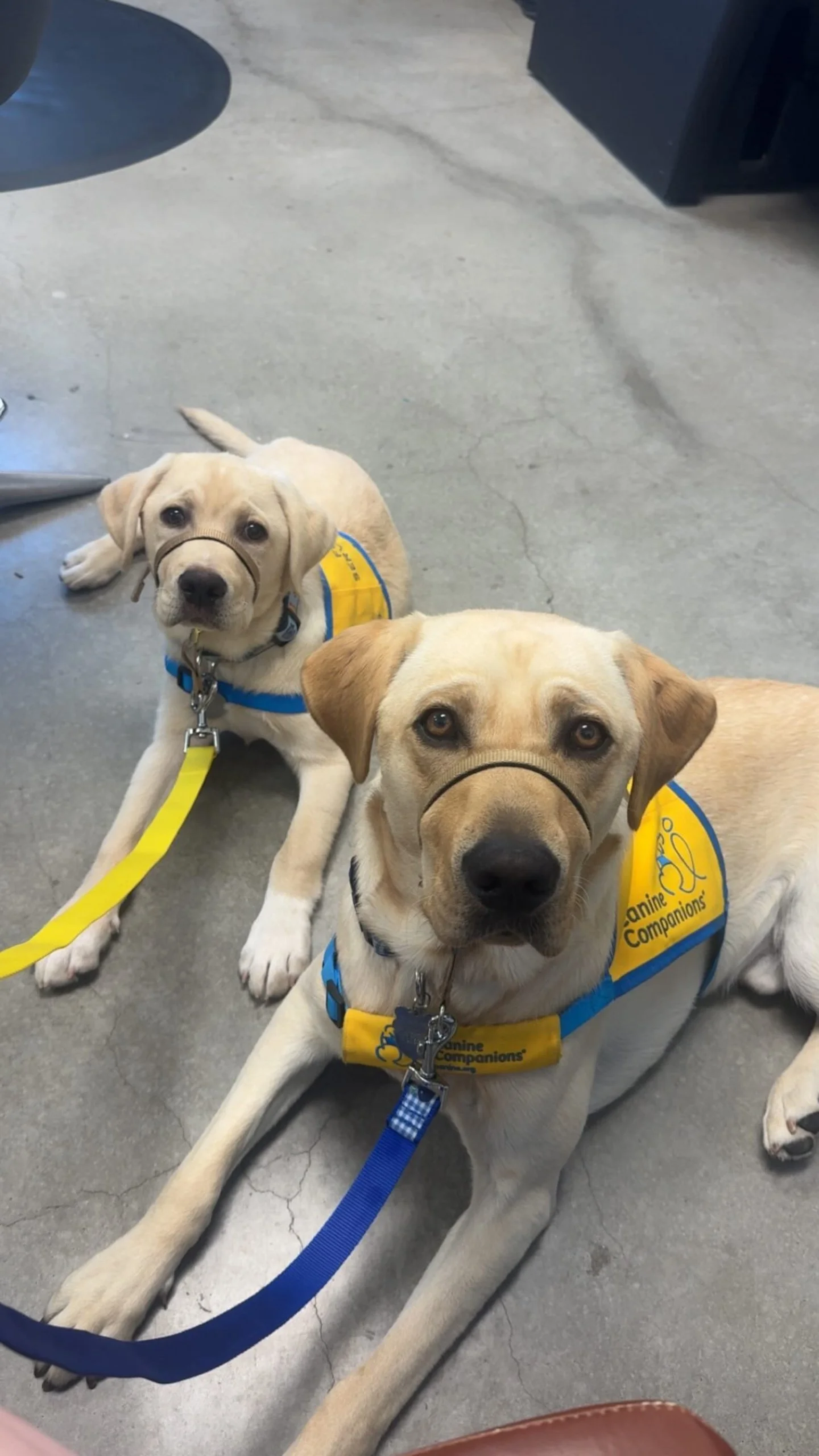 Two very important guests stopped by the salon. 🐾

These sweet service pups in training came in with their human, and of course, we were all a little more excited about their visit than we probably should&rsquo;ve been. 😂

They brought the sweetest