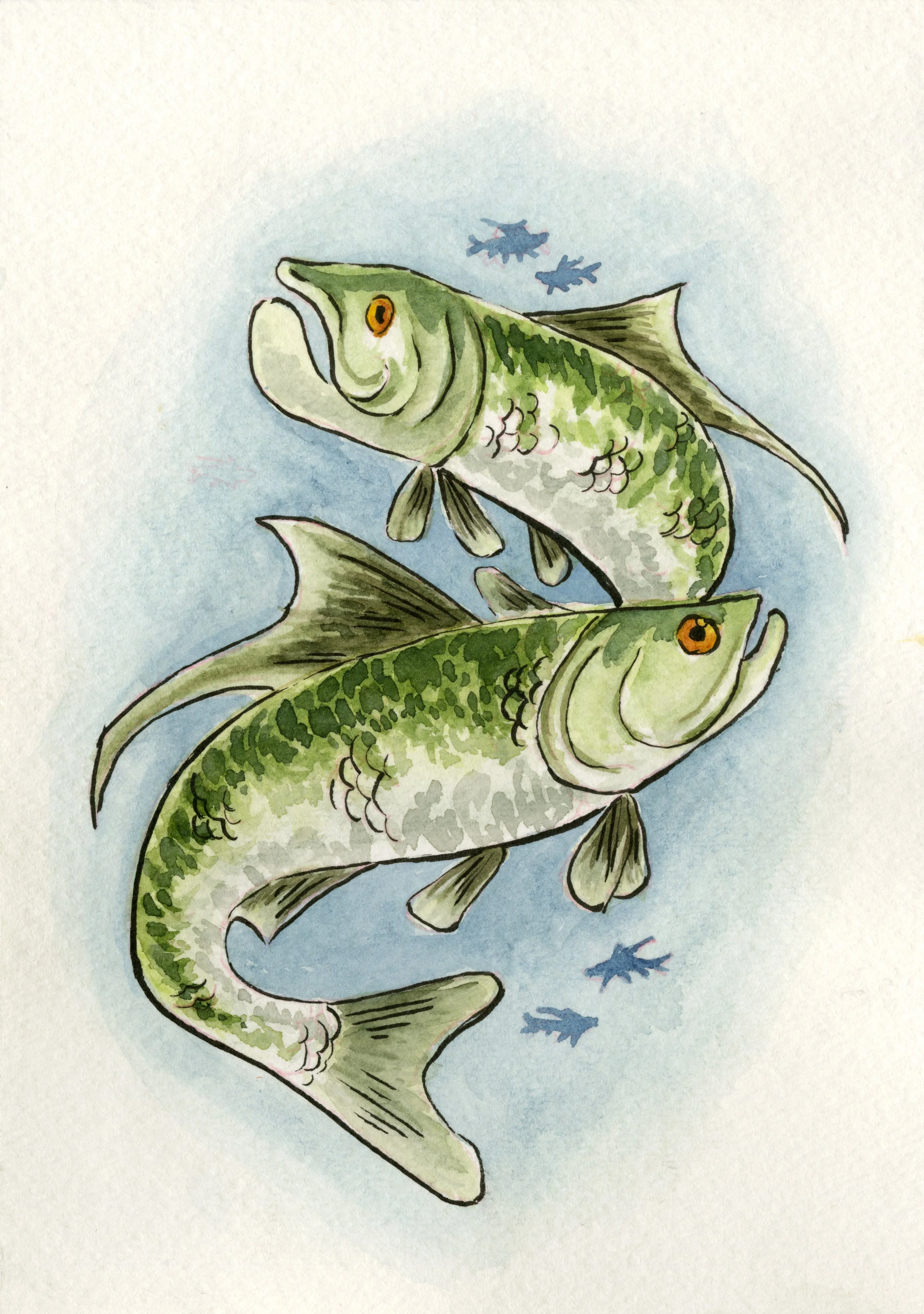 tarpon.jpg
