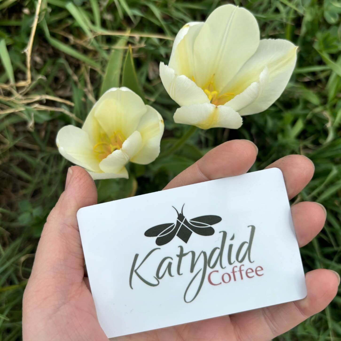 WE HAVE GIFT CARDS!! And just in time for Mother&rsquo;s Day! Has Mom had to bail you out once or twice? Tell her thank you with a cup of coffee the next time she&rsquo;s at the courthouse. 😉

Trust us, Mom will &lsquo;brief&rsquo;-ly become the jud
