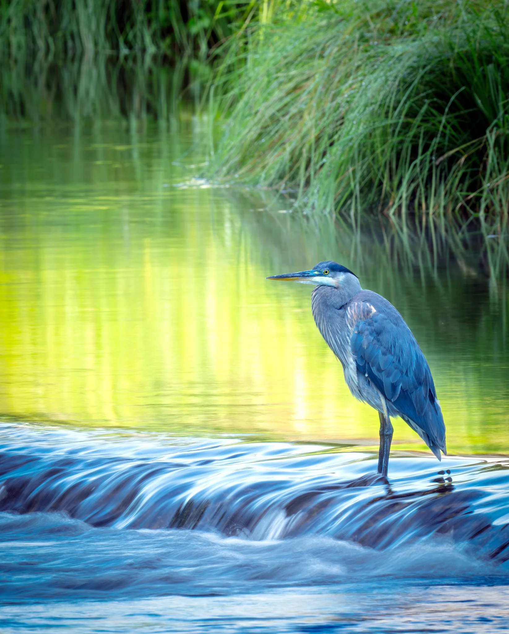 Blue Heron Sunrise