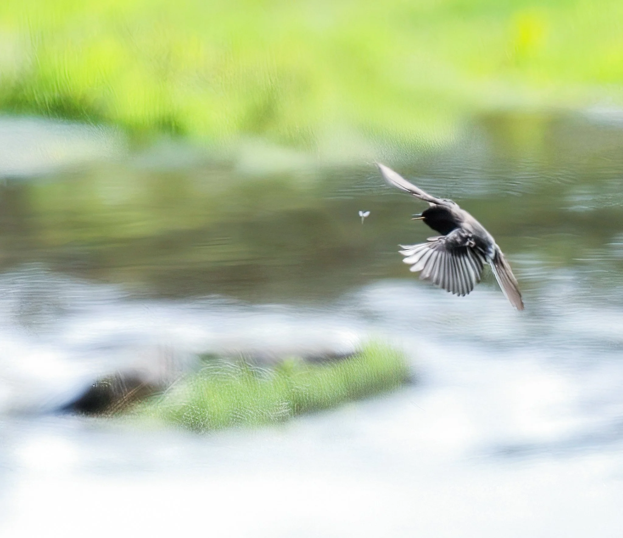 Black Phoebe Feeding