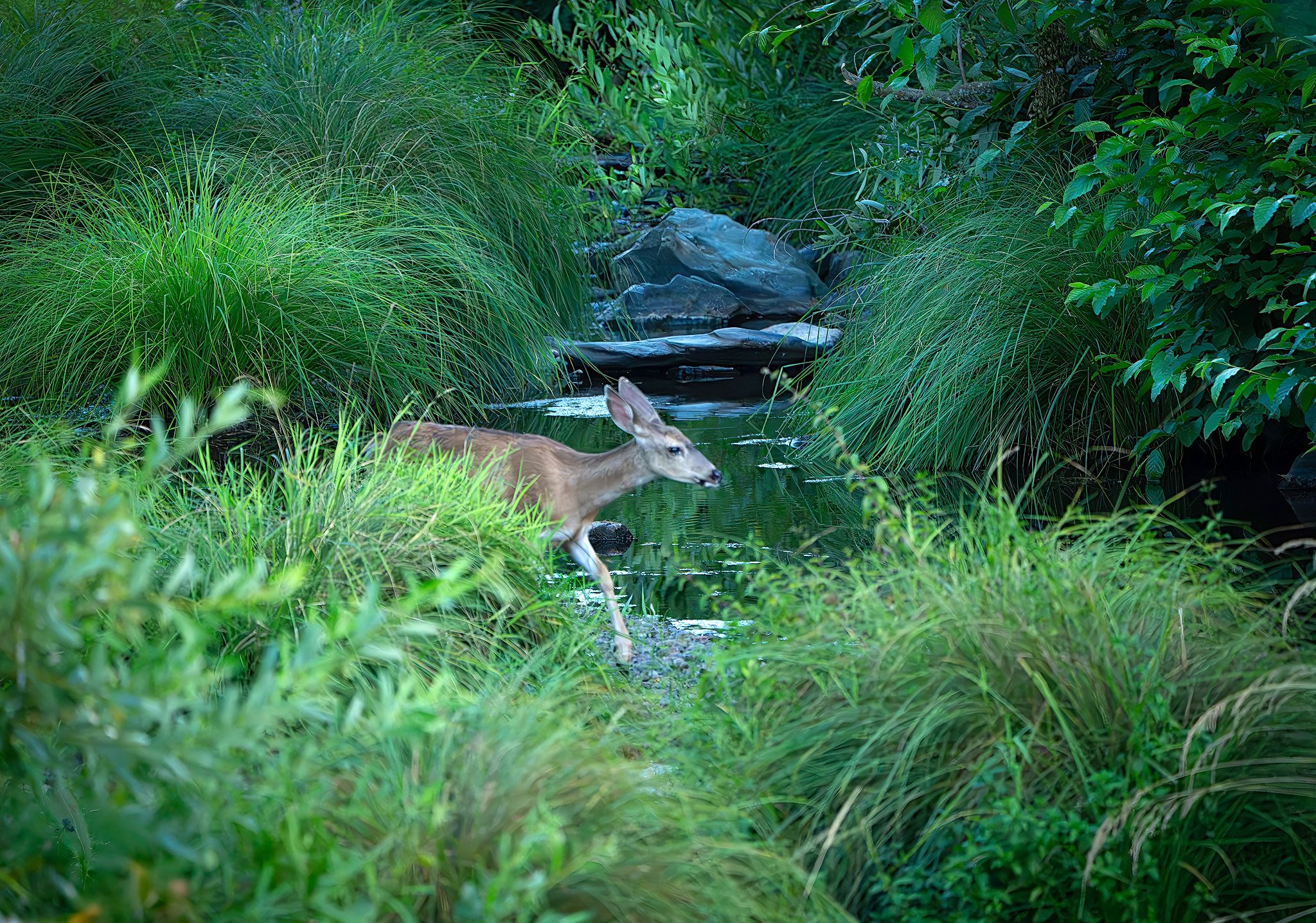 Sutter Creek Crossing