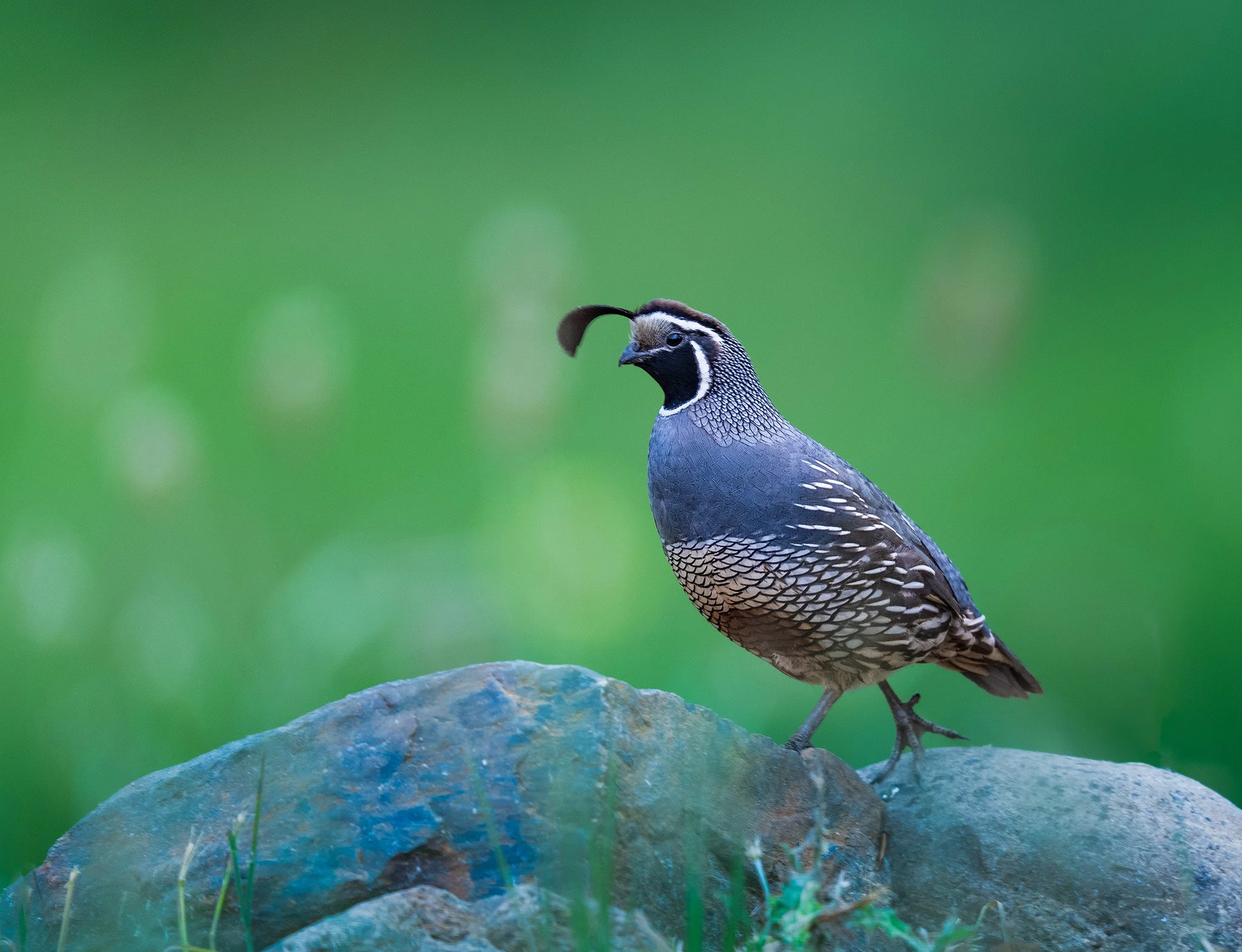 California Quail, Sutter Creek