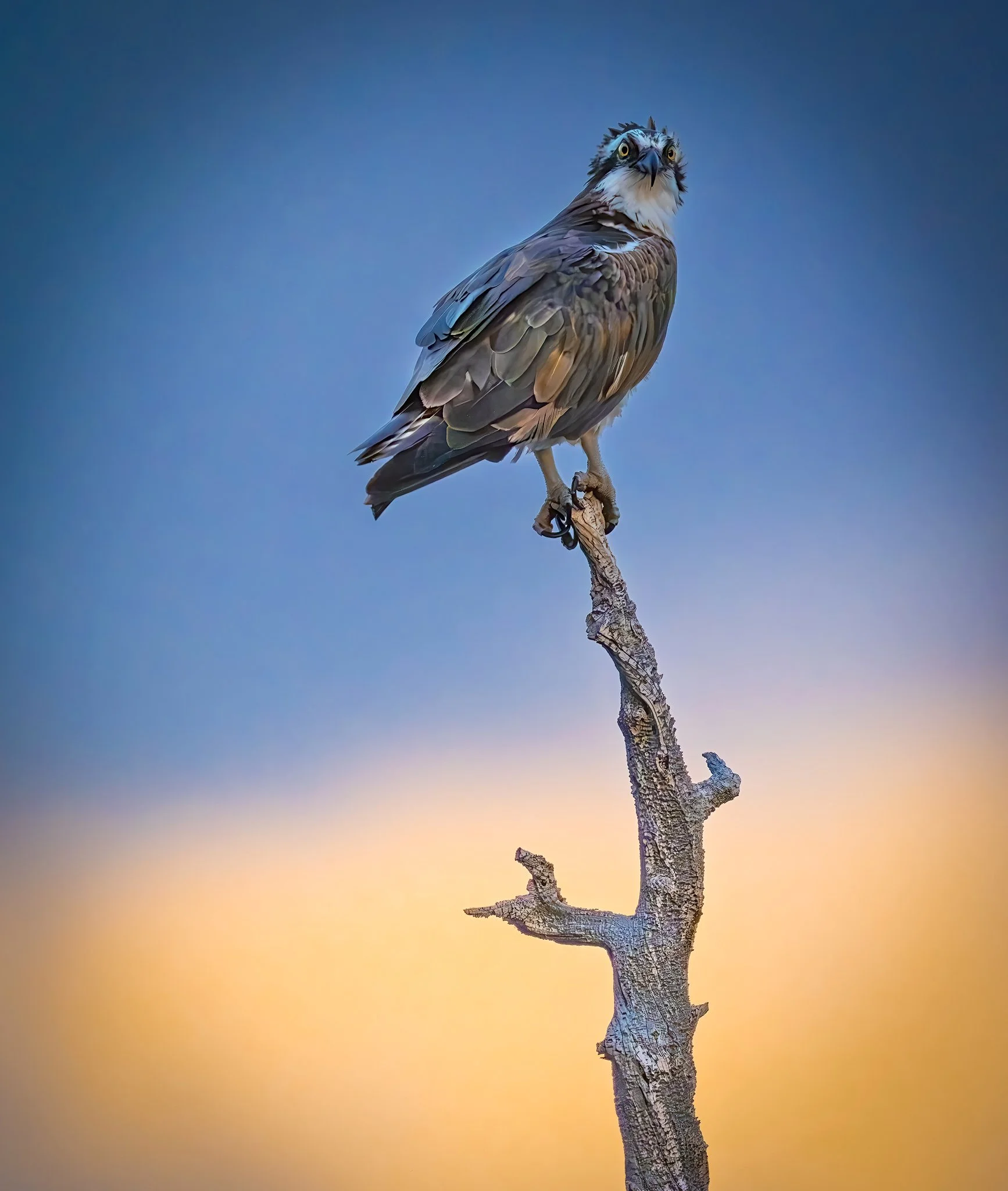 Osprey Sunset