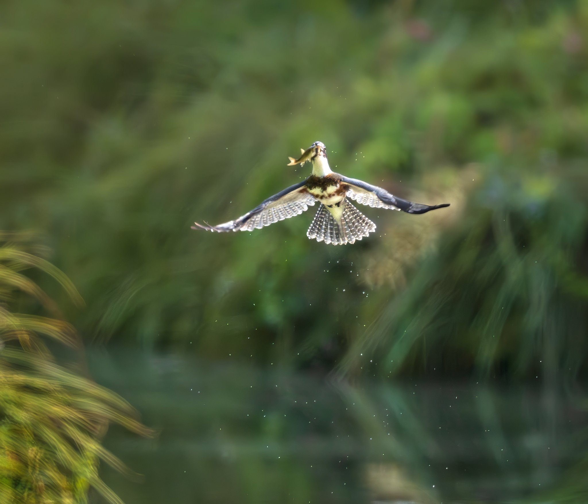 Kingfisher Catch - Sutter Creek