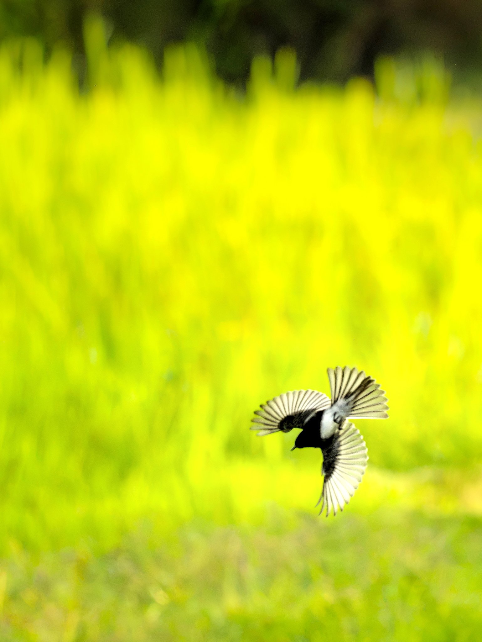 Black Phoebe in Flight, Sutter Creek