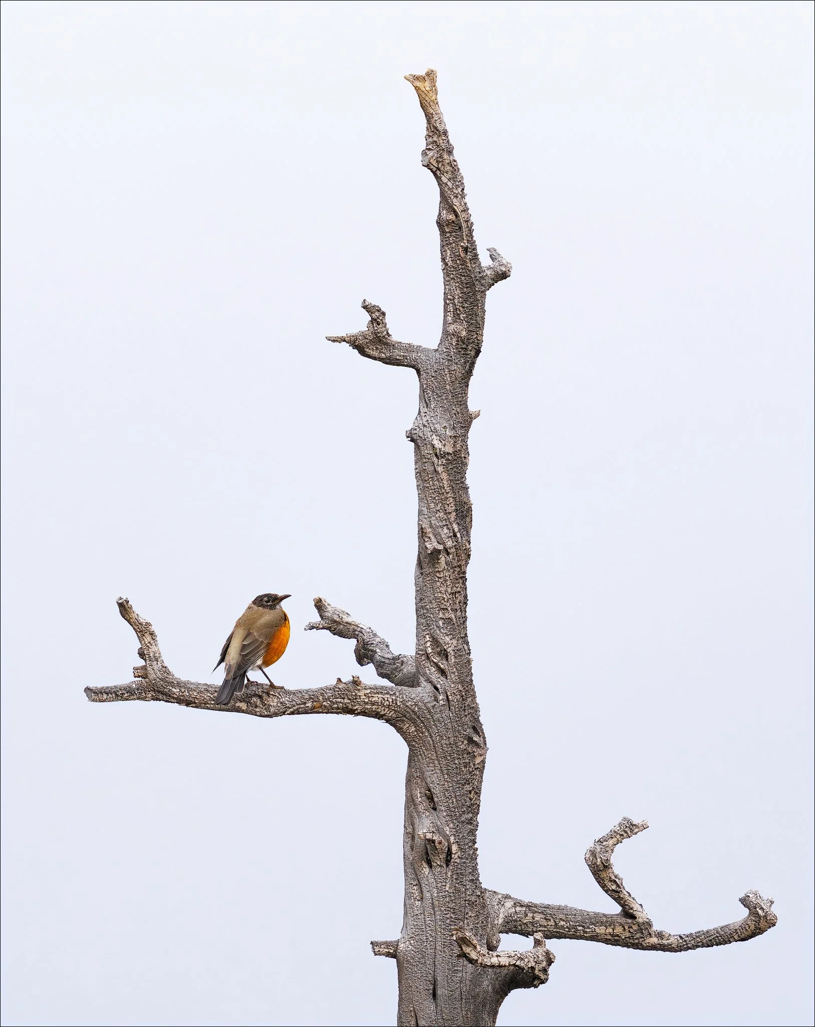 Portrait of an American Robin - Caples Lake