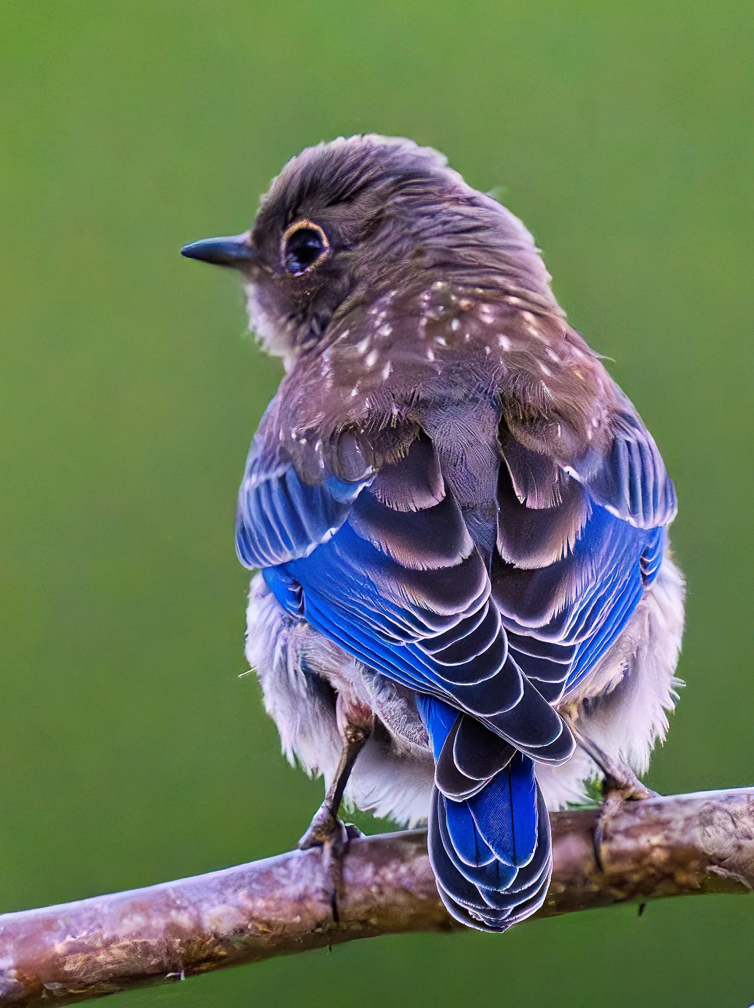 Western Bluebird Juvenile