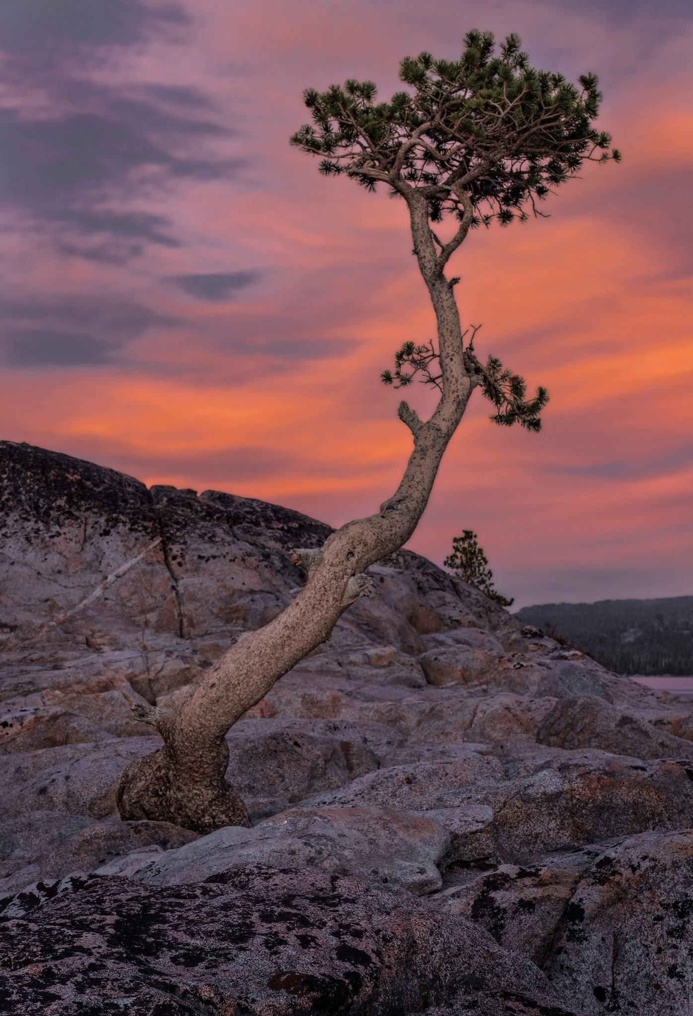 Bonsai Sunset