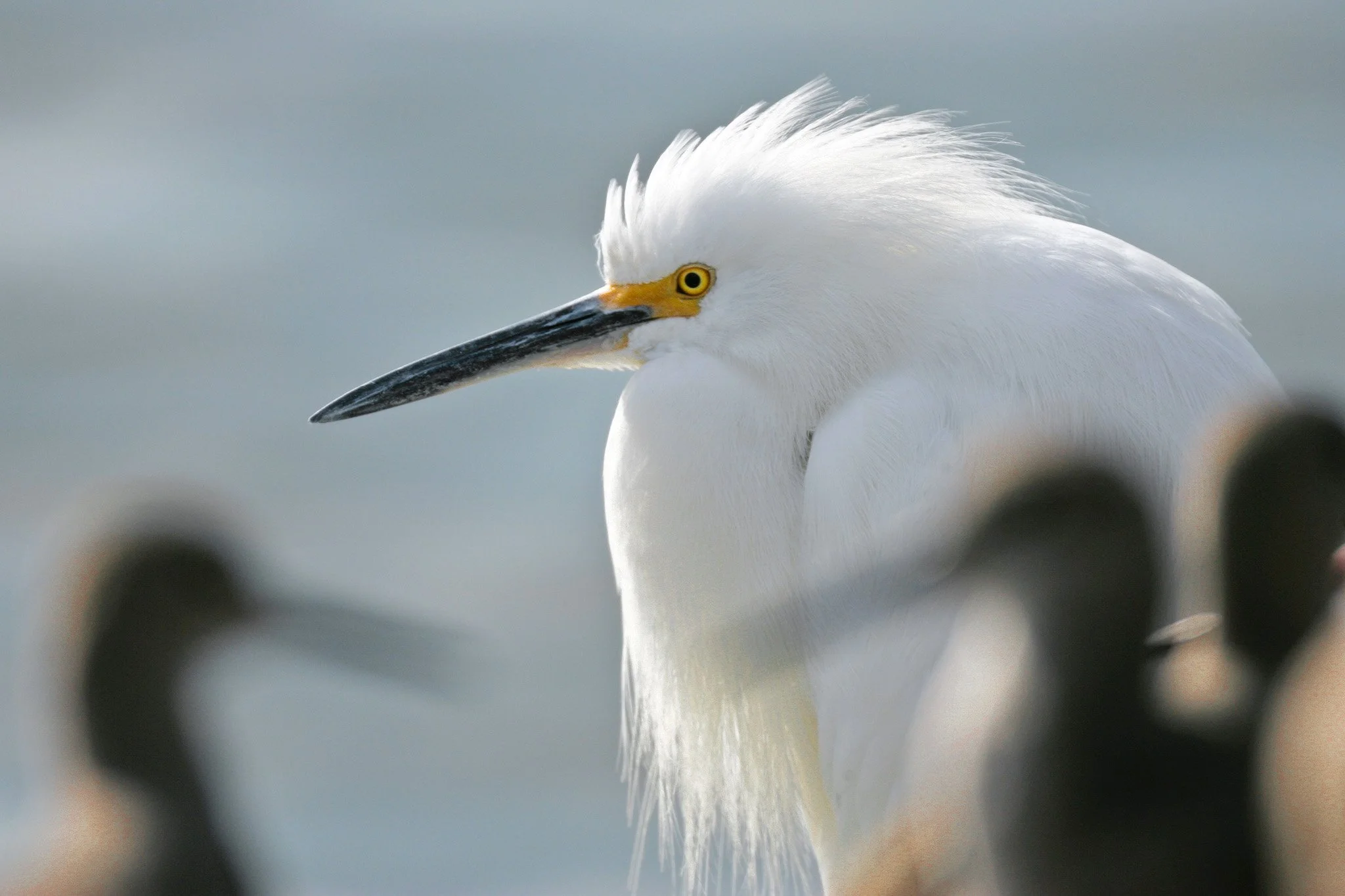 Snowy White