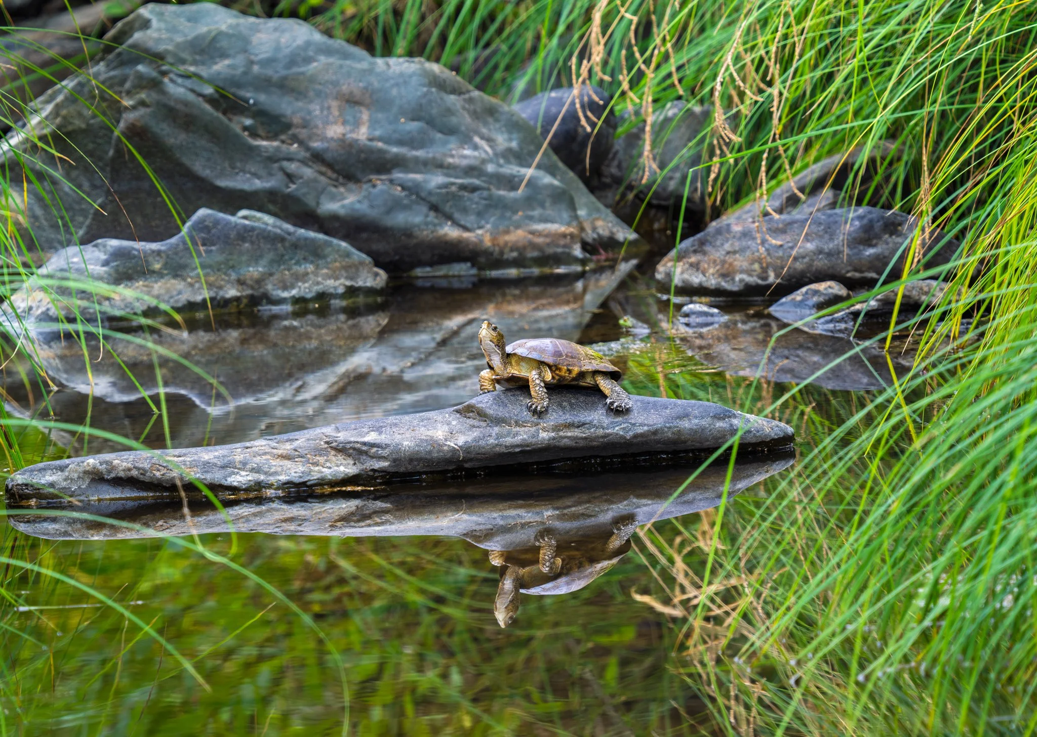 Western Pond Turtle - Sutter Creek