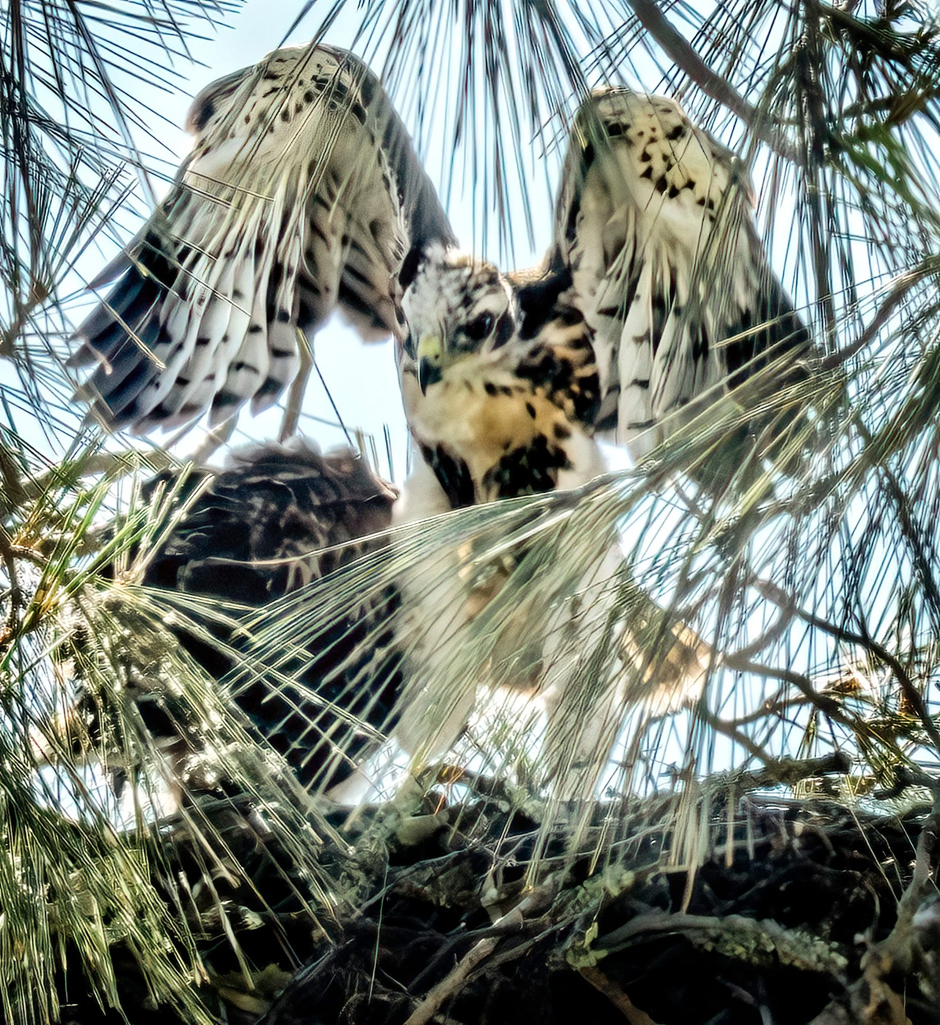 Young Red-tailed Hawk Aspires to Fly