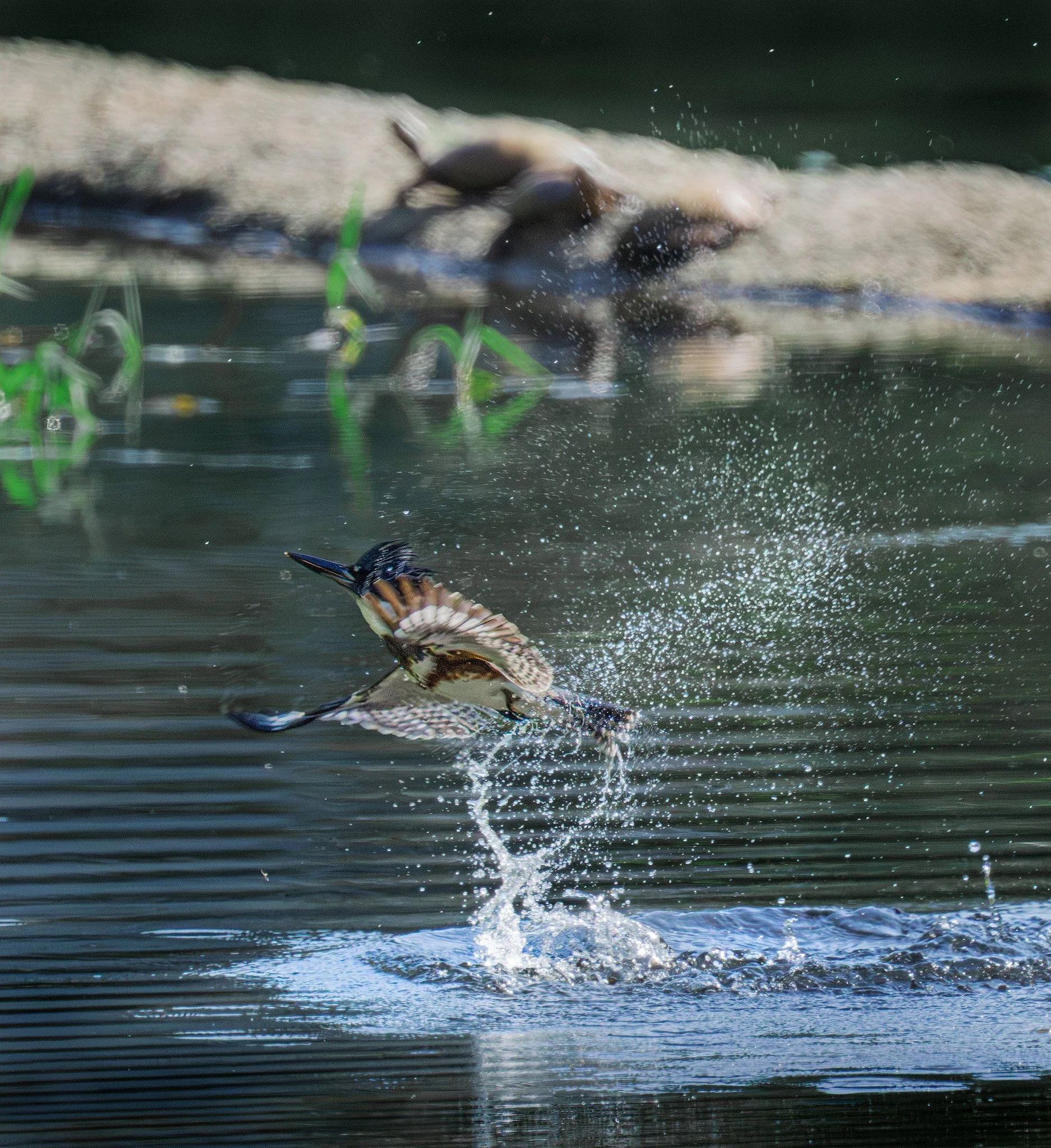 Belted Kingfisher and Turtles