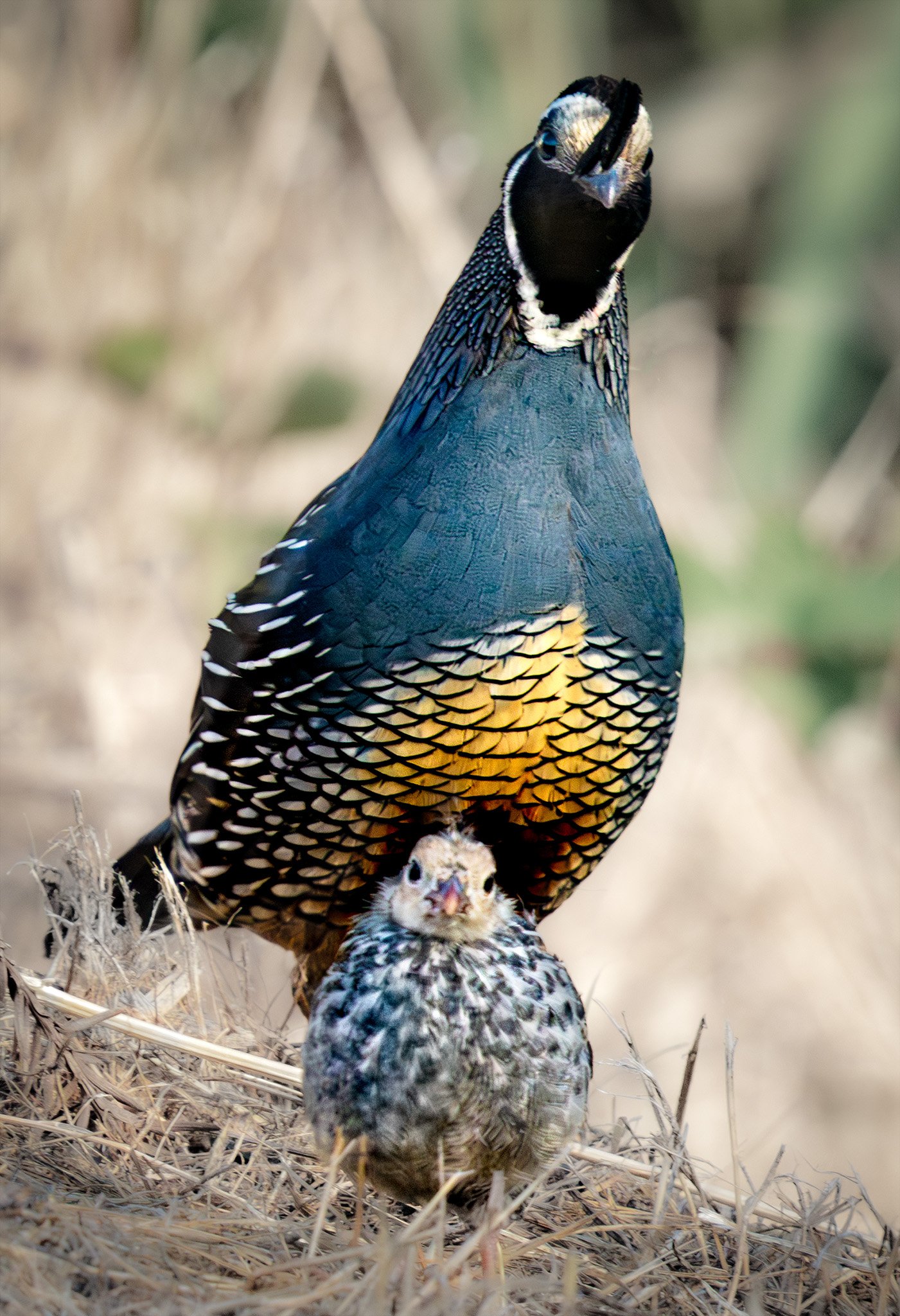 Papa and Baby Quail
