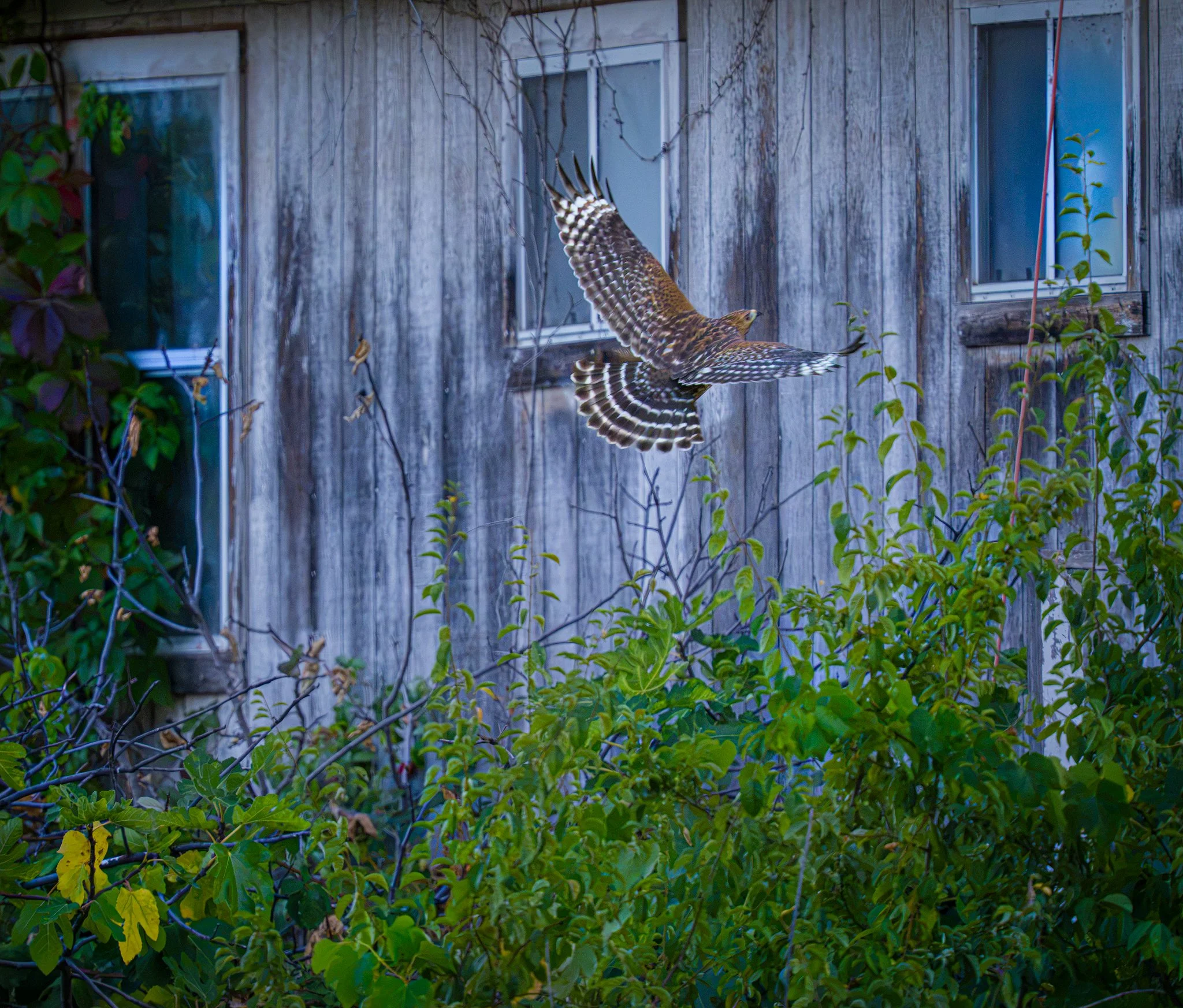 Red-shouldered Hawk, Sutter Creek