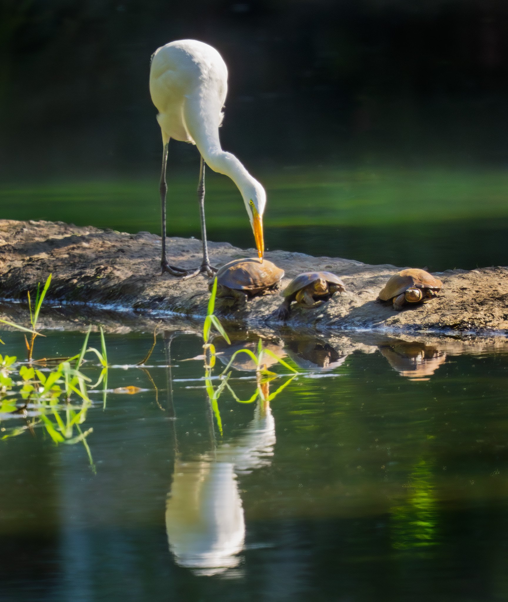 Knock, knock...anybody home?