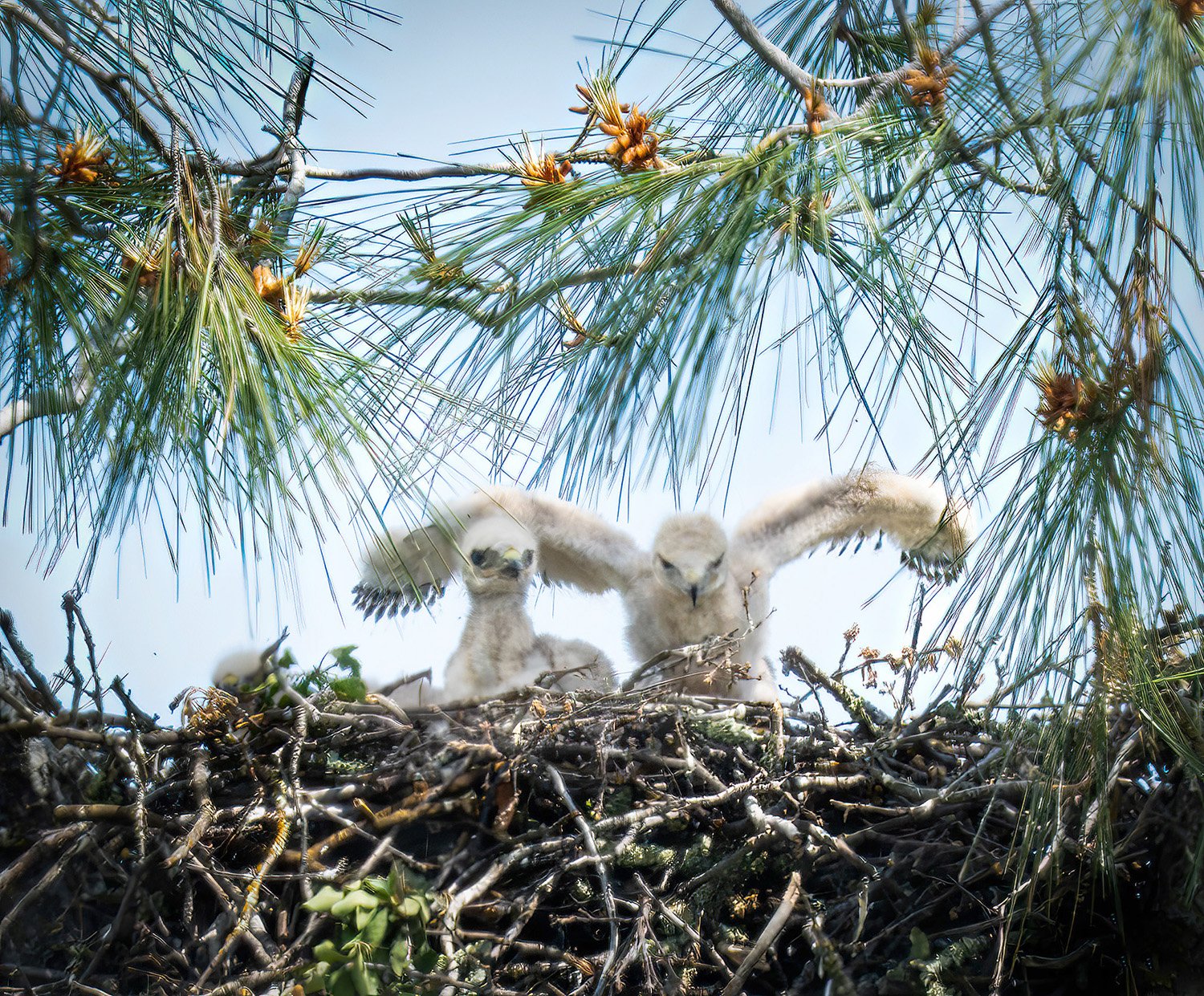 Aspire to Fly (young Red-tailed Hawks)