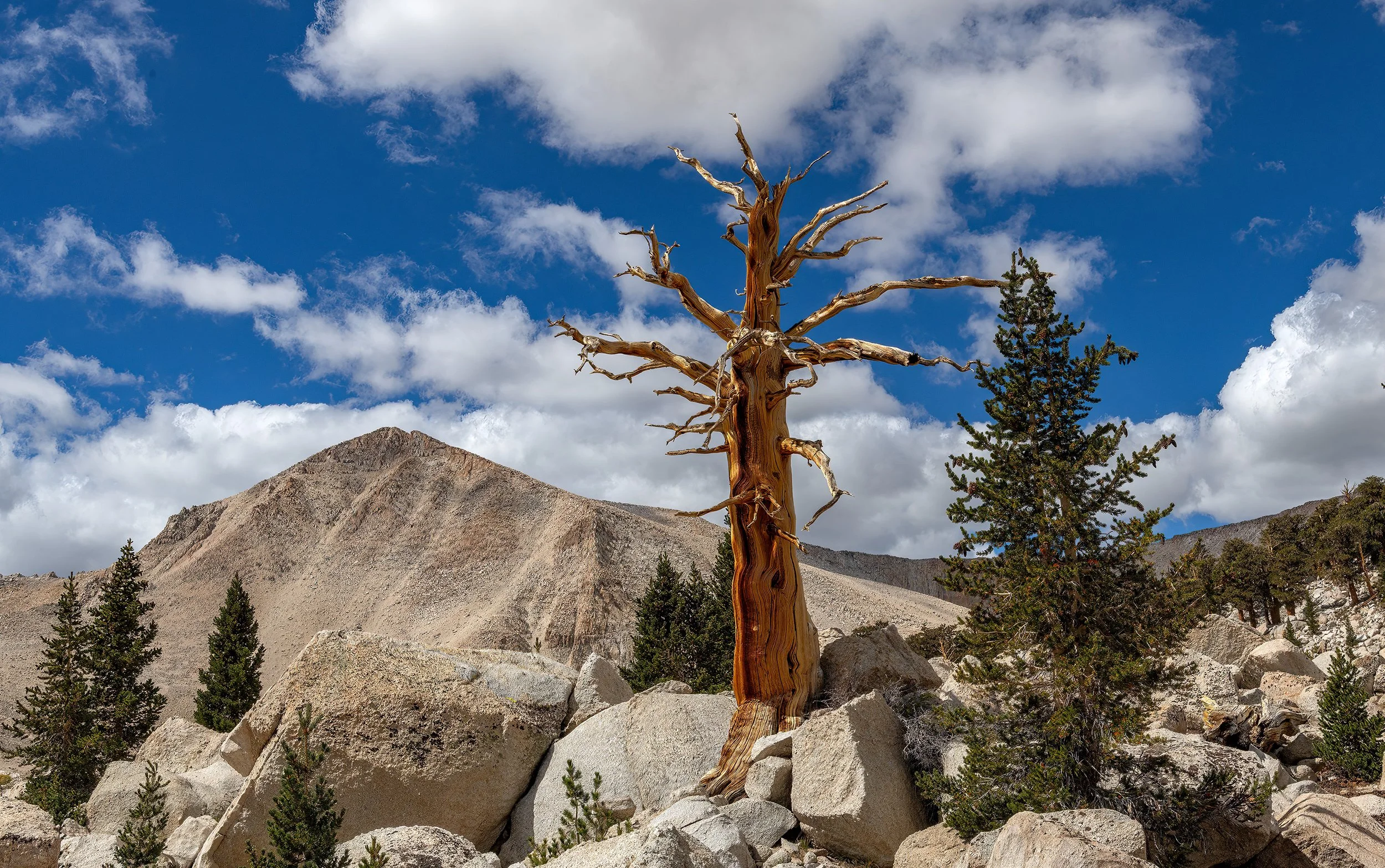 cws 5 small.jpg