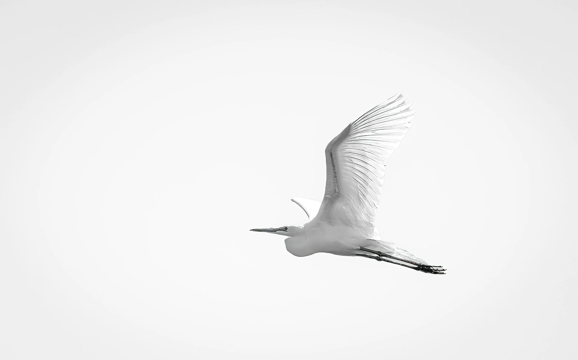 egret 3 b&w.jpg