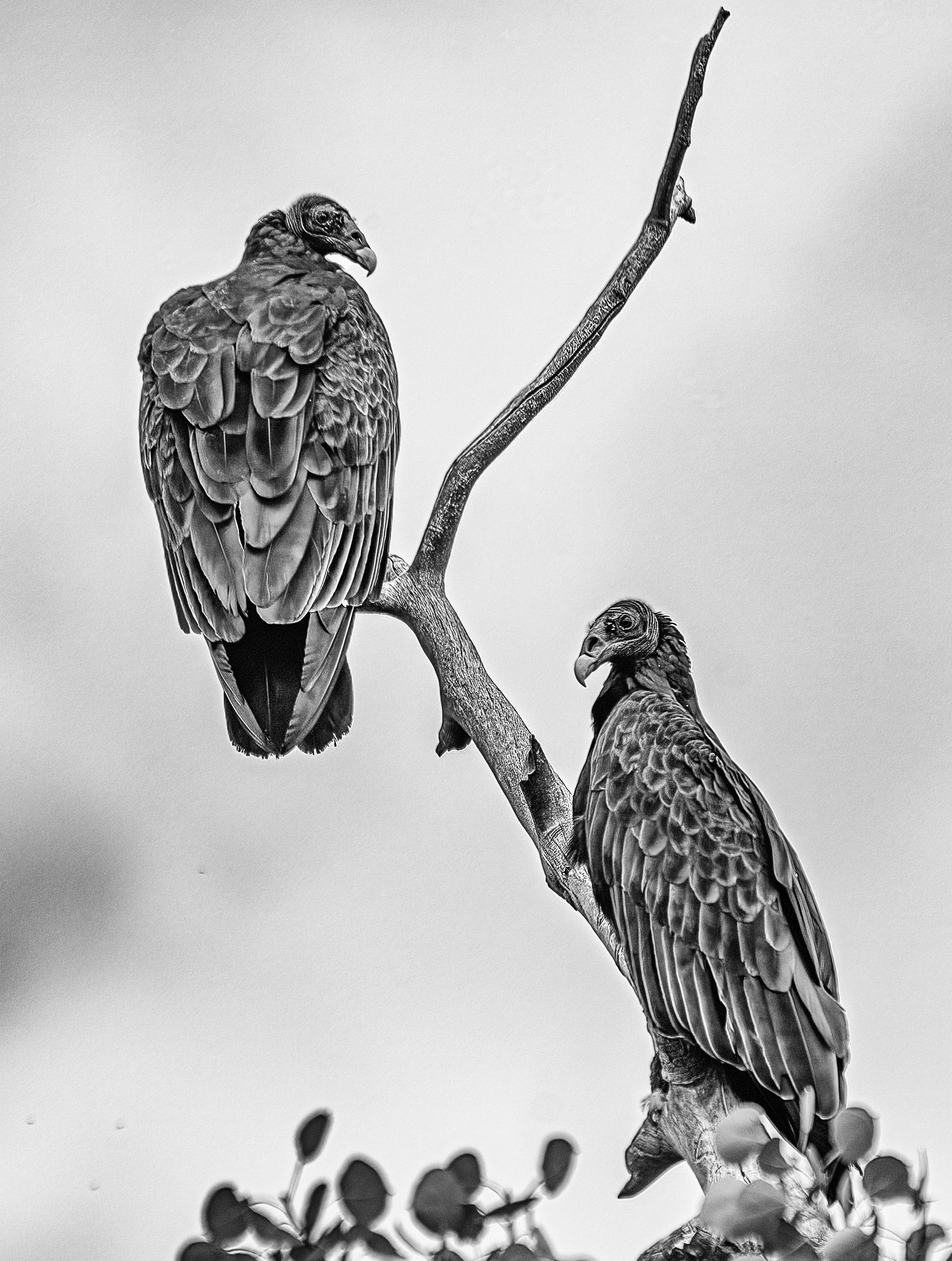 vulture costco.b&w.jpg