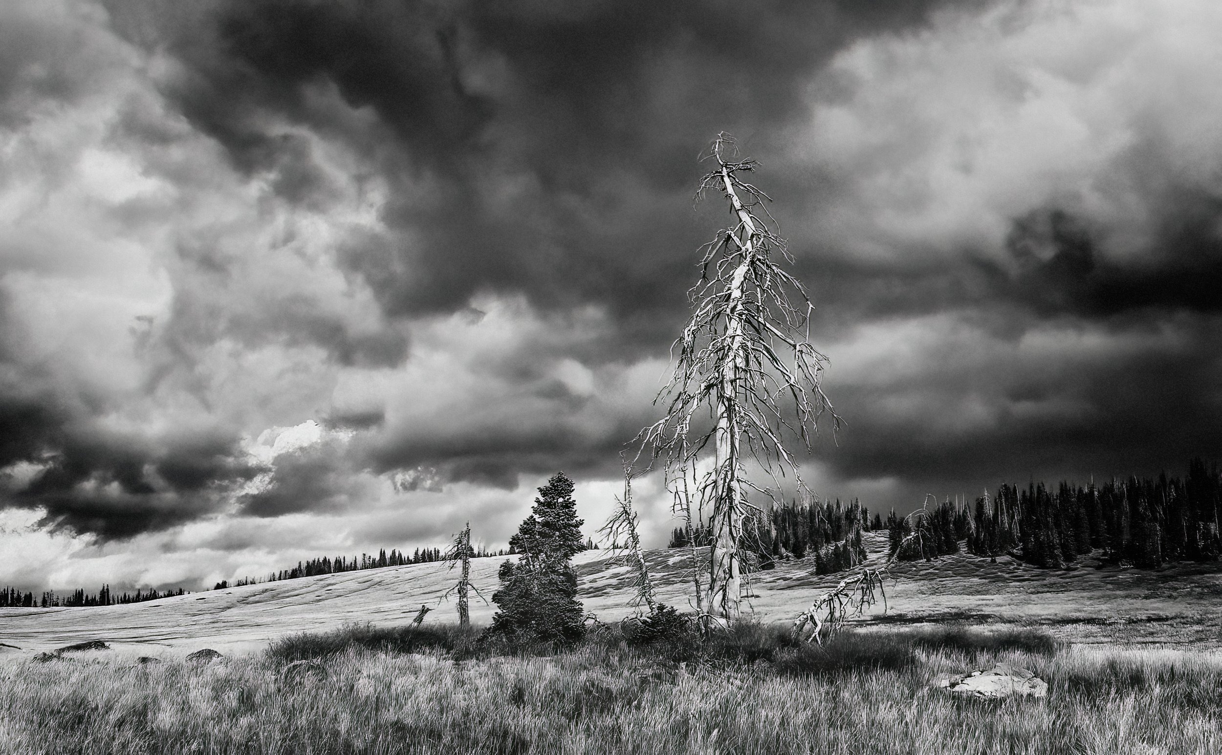 breaks tree 6.B&W2.jpg