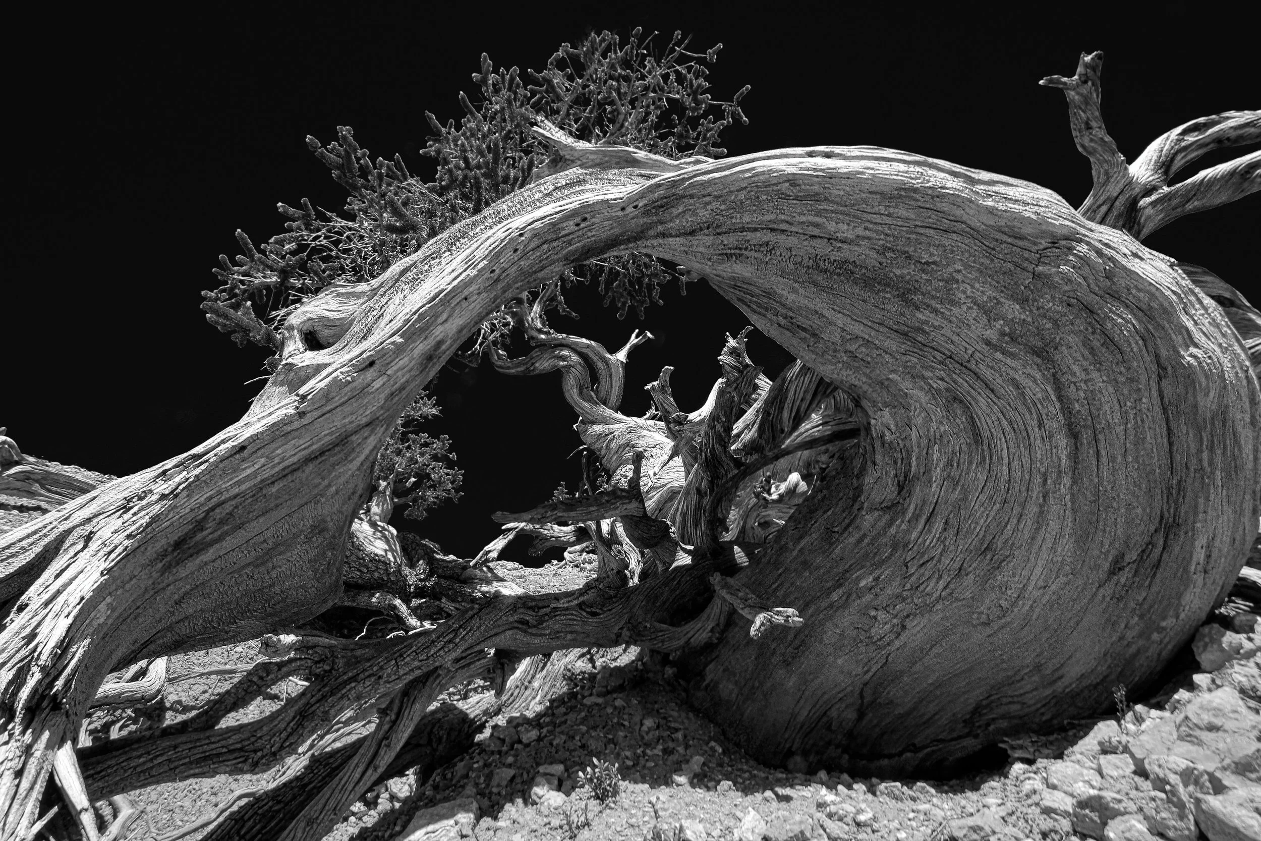 twisted b&w6.jpg