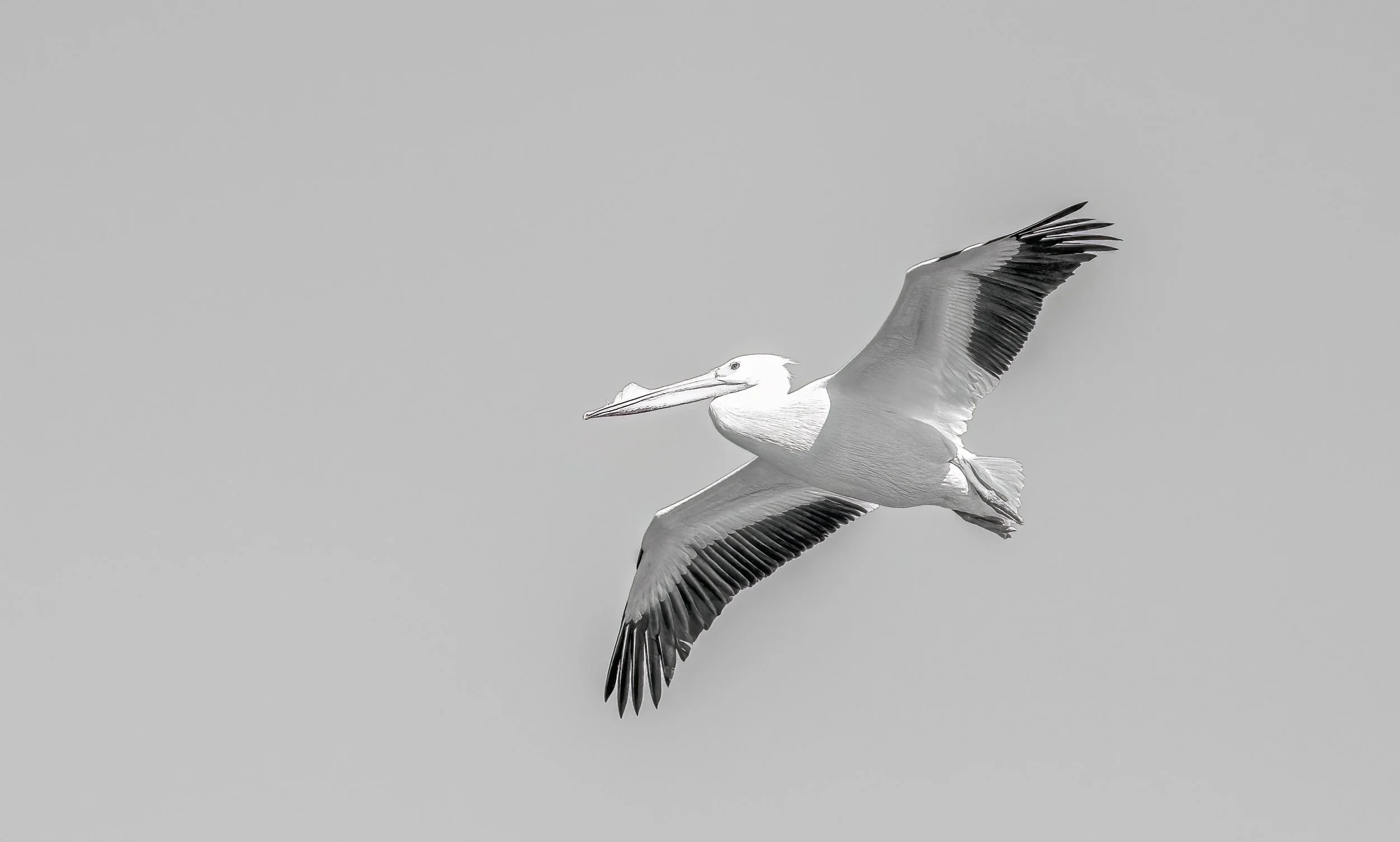 pelican 8.b&w.jpg