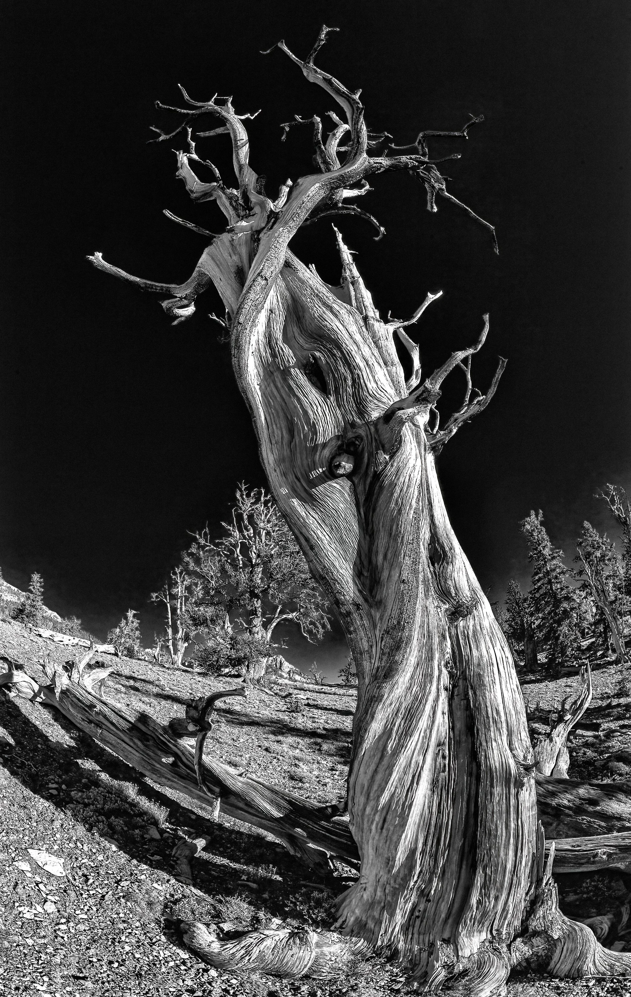 bristle cone 1b&w2.jpg