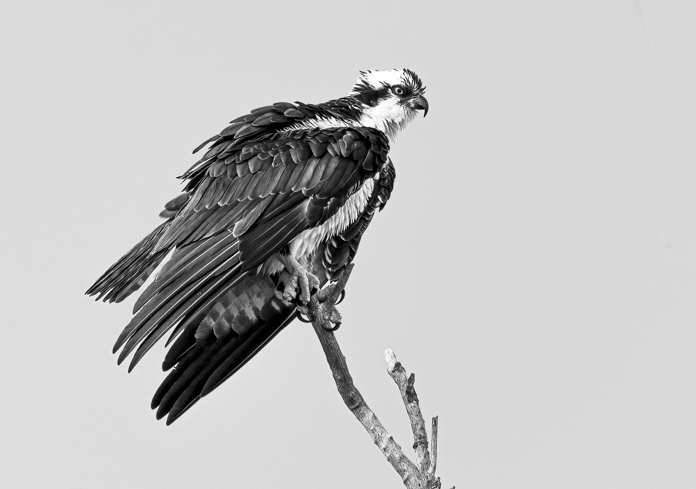 sea eagle 2b&w.jpg