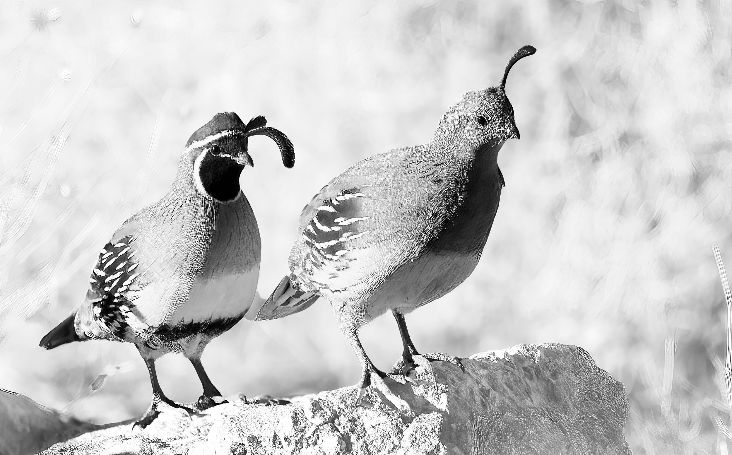 quail pair b&w.jpg