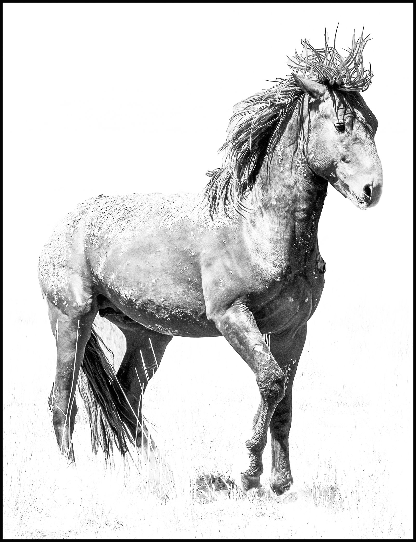 Horse b&w 1.jpg