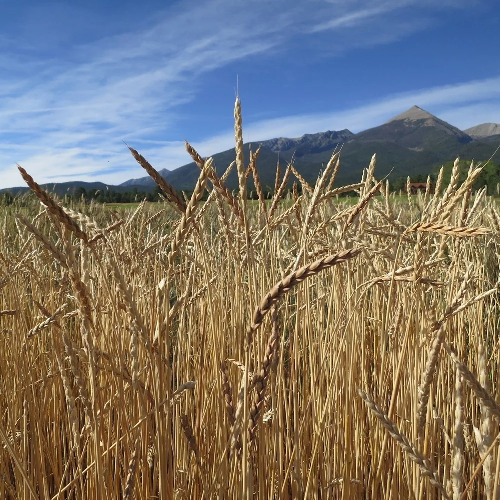 Provision Bread Bakery provision-bread-bakery