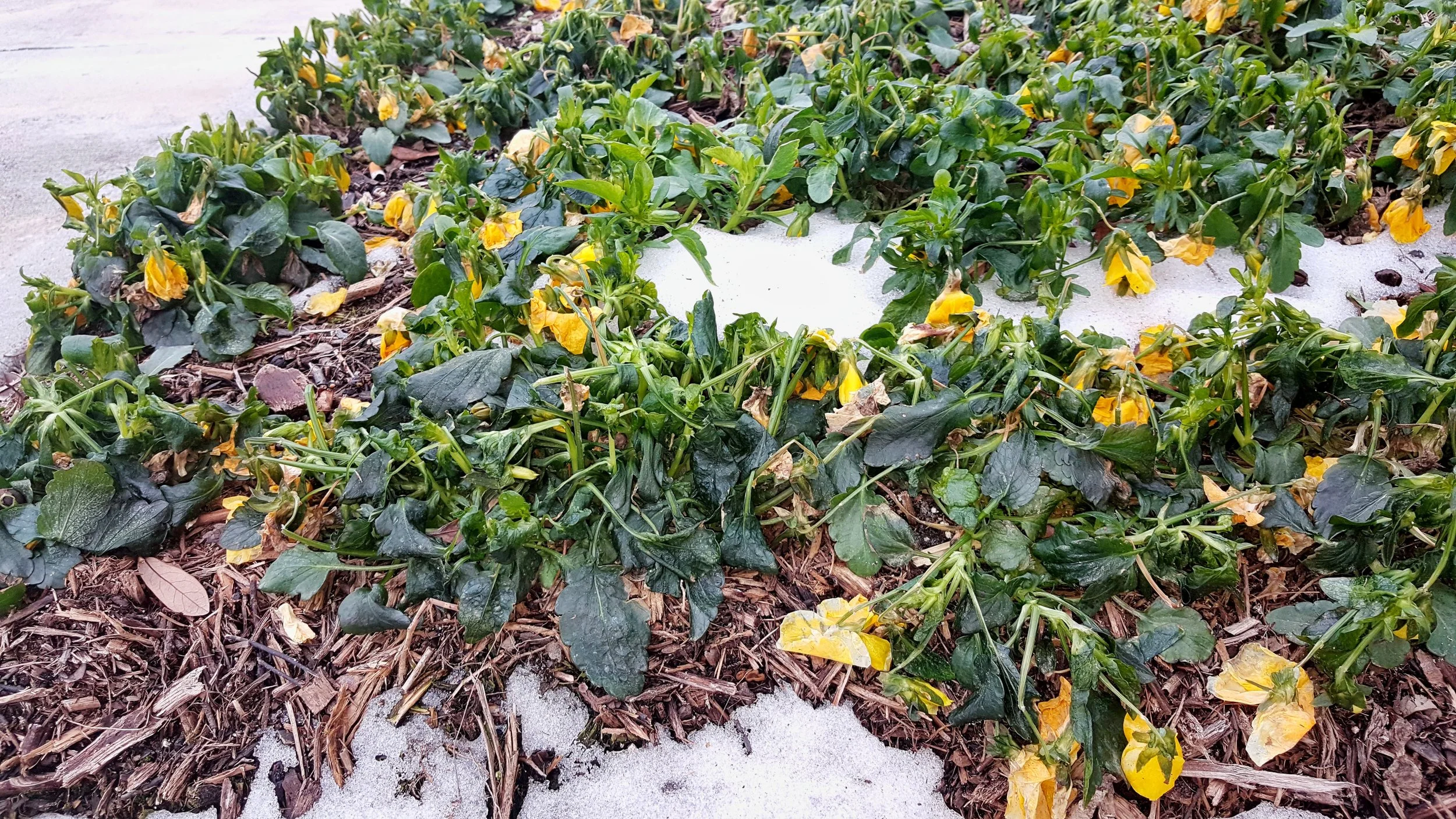 Pansies that have been frozen over by the increasingly bad weather in Texas.