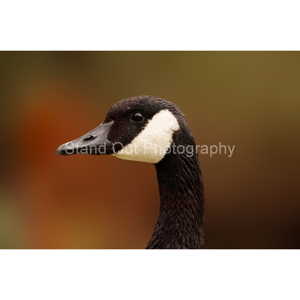 image_original_d0f0775bb8e447ce057bb1b921fad5aa.png