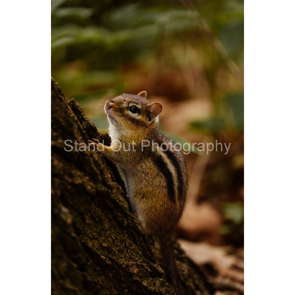 image_original_d0f0775bb8e447ce057bb1b921fad5aa.png
