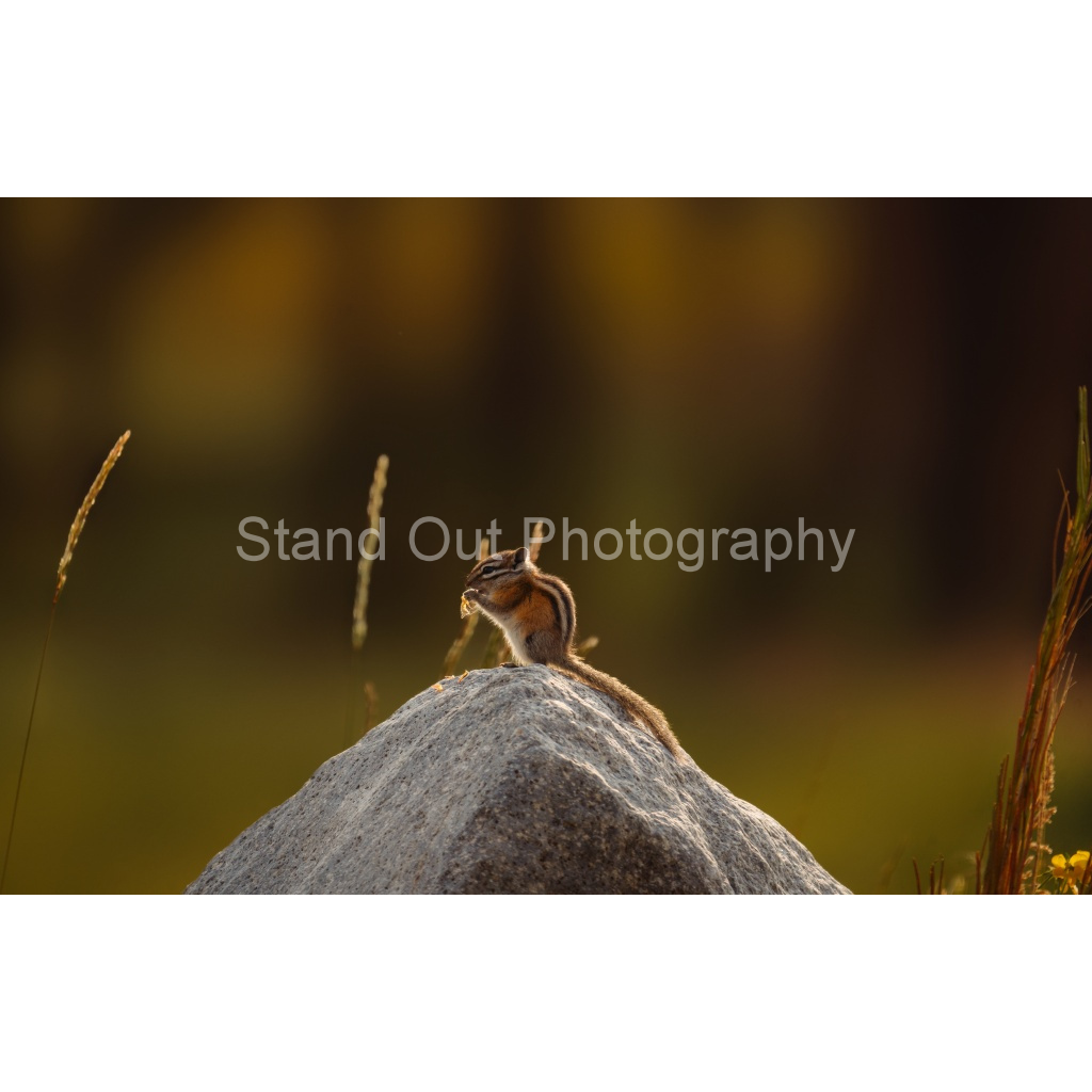 image_original_d0f0775bb8e447ce057bb1b921fad5aa.png