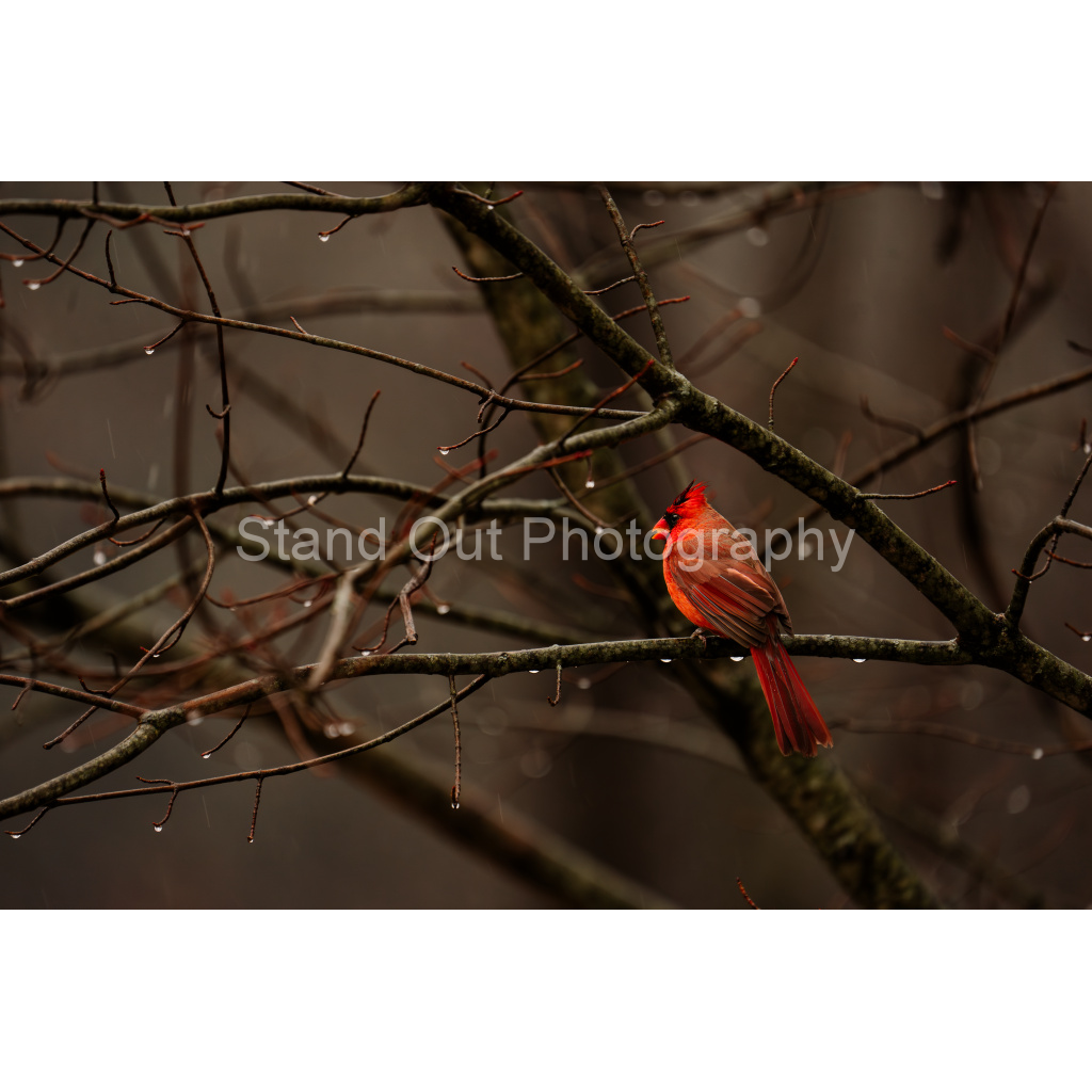 image_original_d0f0775bb8e447ce057bb1b921fad5aa.png