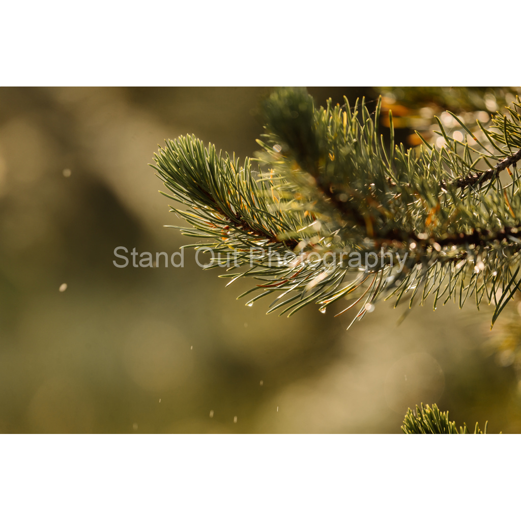 image_original_d0f0775bb8e447ce057bb1b921fad5aa.png