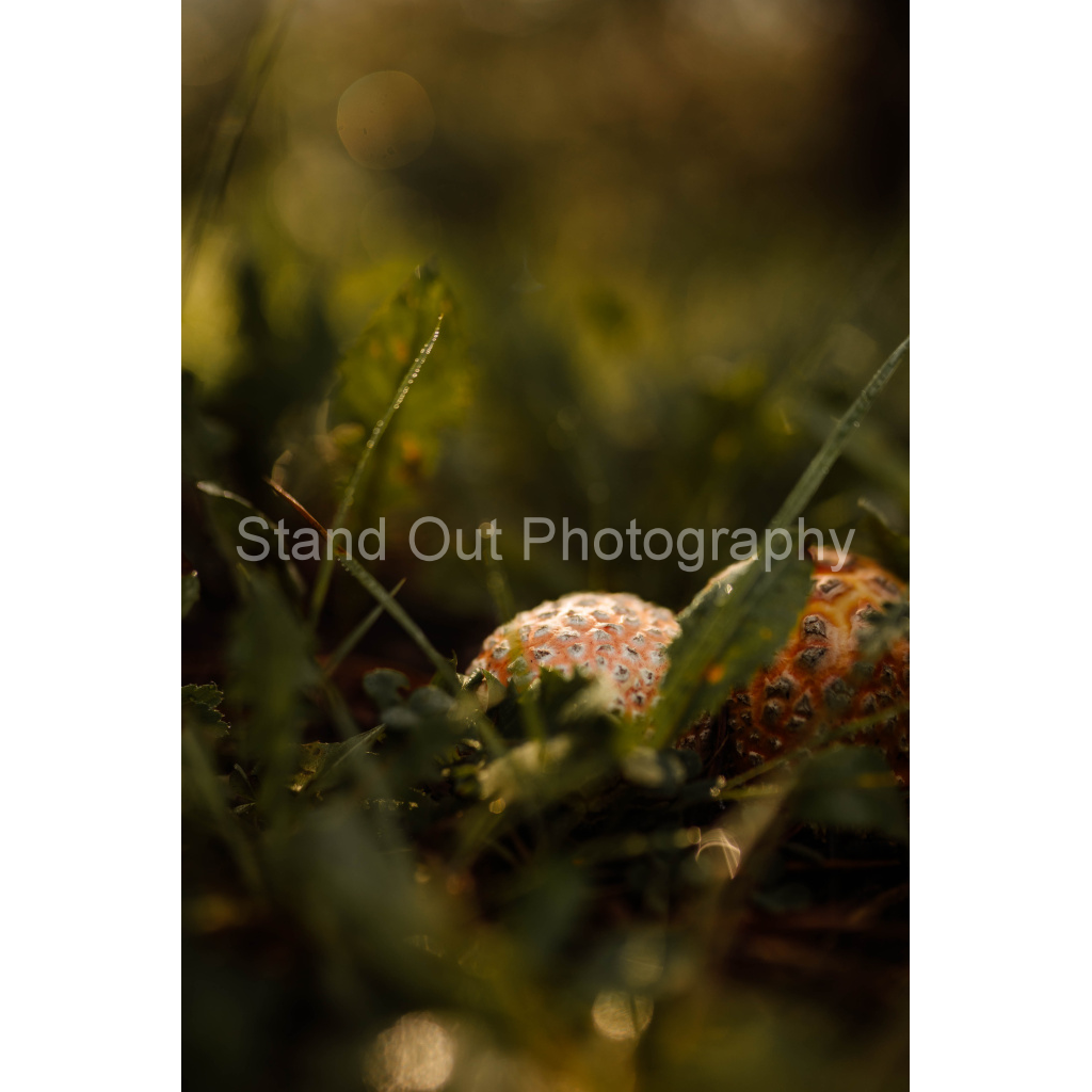 image_original_d0f0775bb8e447ce057bb1b921fad5aa.png