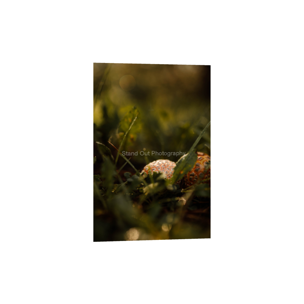 ptq_1_3_0_0_3382_5073_0_false_ffffff_0_0_d0f0775bb8e447ce057bb1b921fad5aa.png