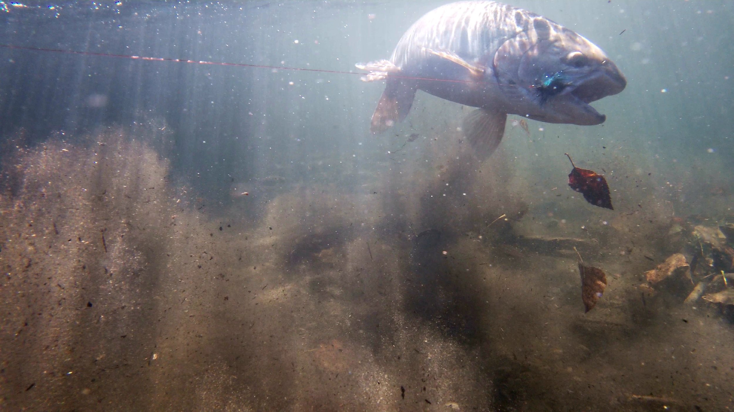 Underwater Steelhead 2 | Oscars Fly and Tackle.JPG