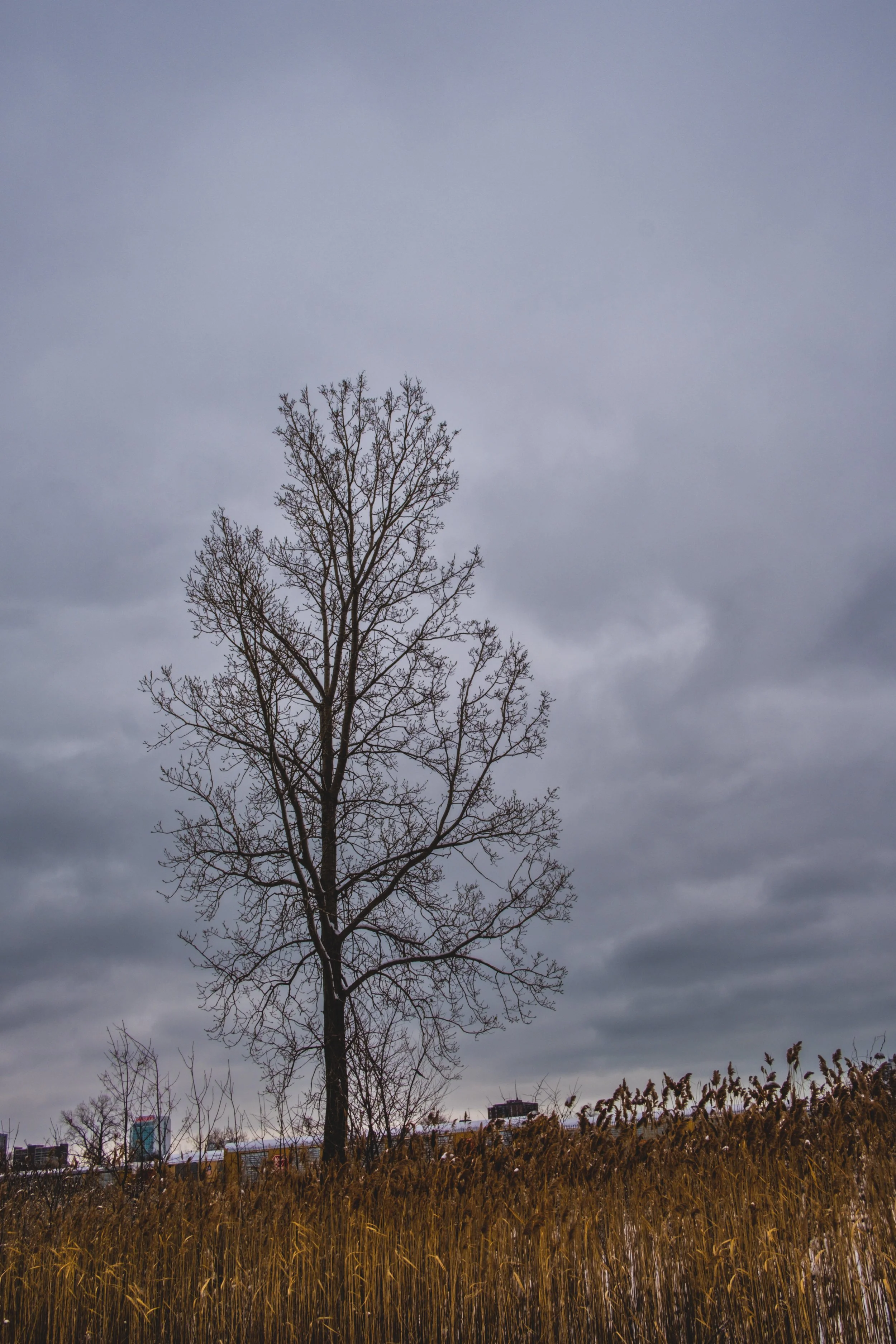 DSCF9453.jpg
