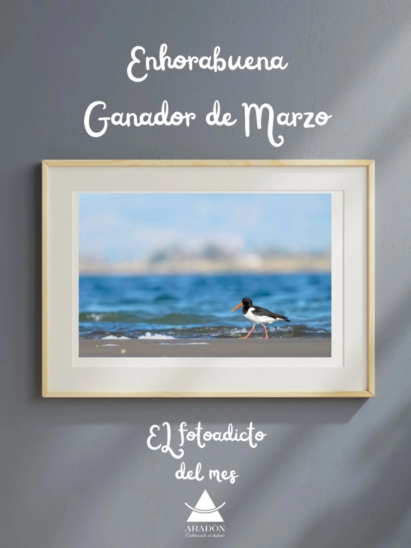 📷 Categor&iacute;a: Aves en Ruta 🐦

Nos complace anunciar que el ganador del mes de marzo es @andodepajaritos con su fotograf&iacute;a &ldquo;Ostrero Euroasi&aacute;tico (Haematopus ostralegus)&rdquo;. ✨

Sergio nos cuenta el origen de su imagen:

