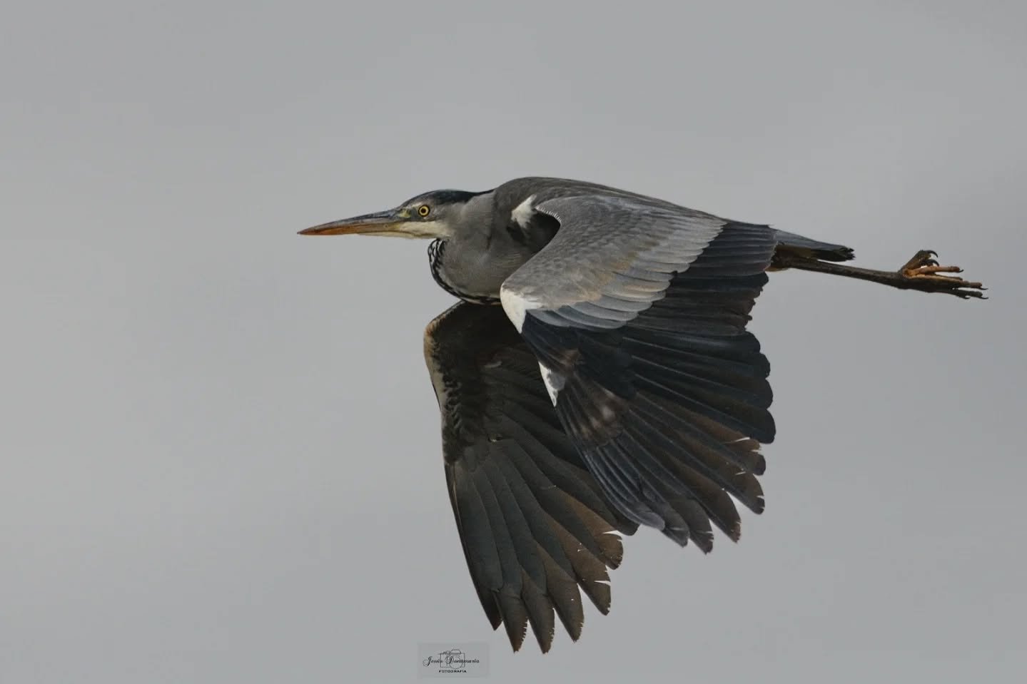 ✨ FOTO DESTACADA ✨

Hoy destacamos la mirada de @jesusdonamaria 📸

Una imagen que refleja su forma de ver la fotograf&iacute;a, cuidando cada detalle y transmitiendo mucho m&aacute;s que un simple instante.

Desde Fotoadictos seguimos apostando por 