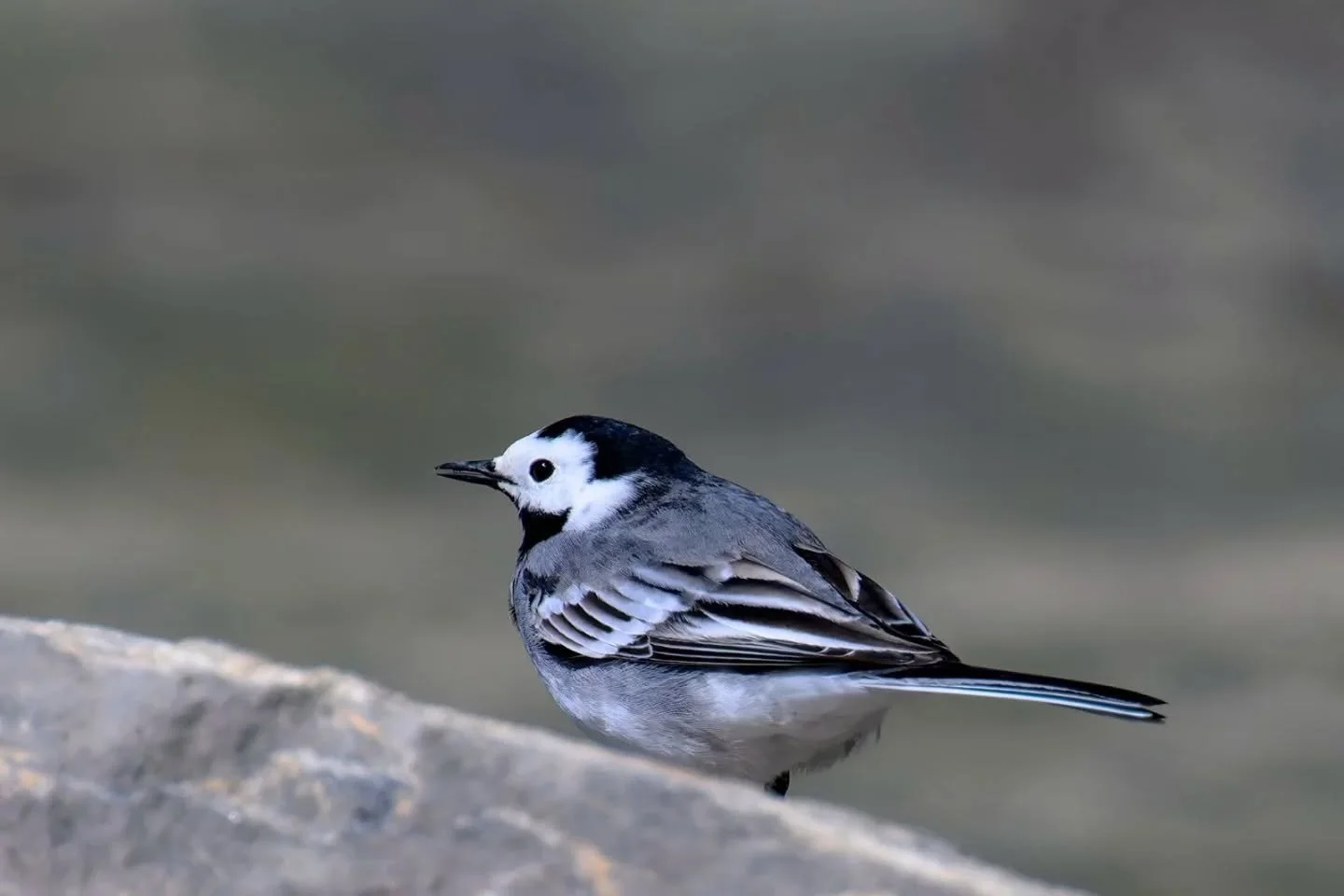 ✨ FOTO DESTACADA ✨

Hoy destacamos la mirada de @dinindinin 📸

Una imagen que refleja su forma de ver la fotograf&iacute;a, cuidando cada detalle y transmitiendo mucho m&aacute;s que un simple instante.

Desde Fotoadictos seguimos apostando por dar 