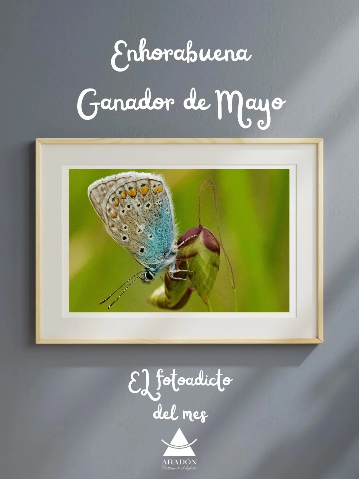 📷 Categor&iacute;a: Primavera 🌸

Nos complace anunciar que la ganadora del mes de mayo es @lidiasarabia_ con su fotograf&iacute;a &ldquo;Mariposa &Iacute;caro&rdquo;. ✨

Lidia nos cuenta el origen de su imagen:

Esa ma&ntilde;ana estaba en un puebl