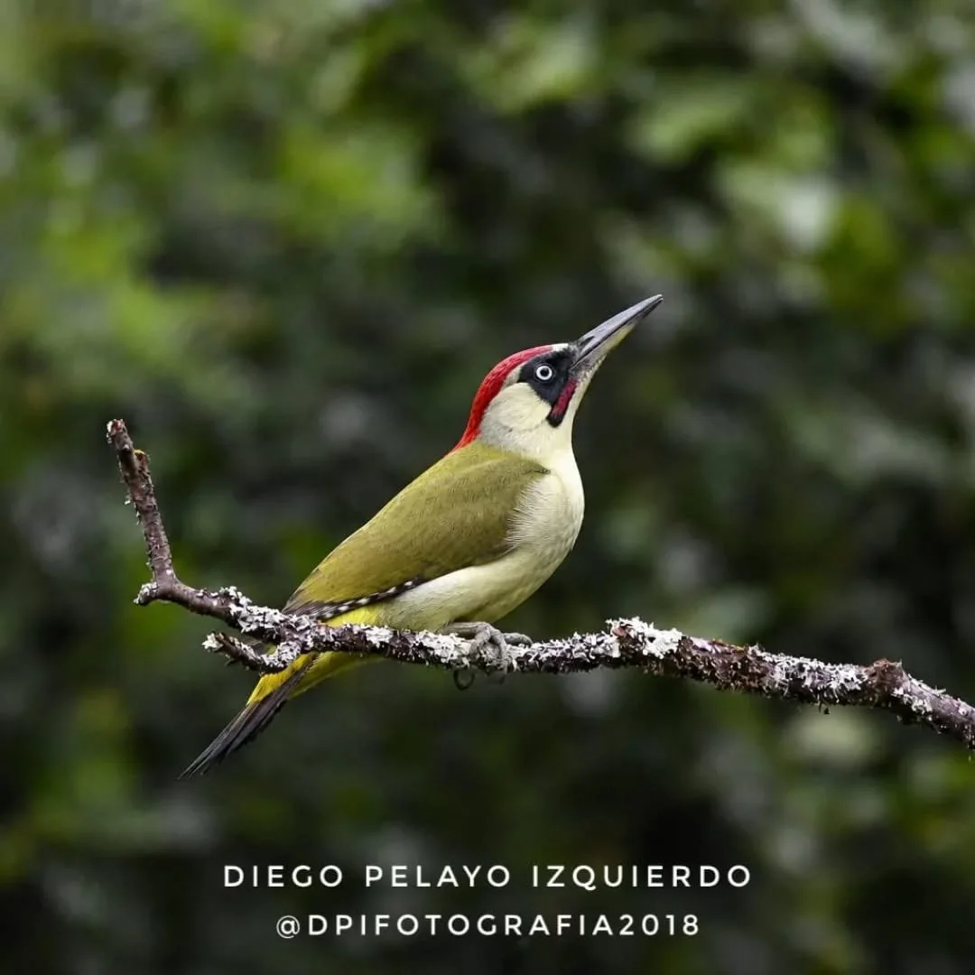 ✨ FOTO DESTACADA ✨

Hoy destacamos la mirada de @diegopelayoizquierdo 📸

Una imagen que refleja su forma de ver la fotograf&iacute;a, cuidando cada detalle y transmitiendo mucho m&aacute;s que un simple instante.

Desde Fotoadictos seguimos apostand