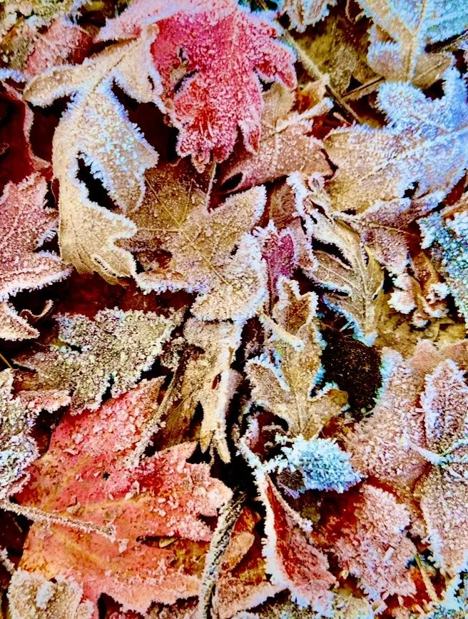 Ayurveda’s Invitation for Vata Season