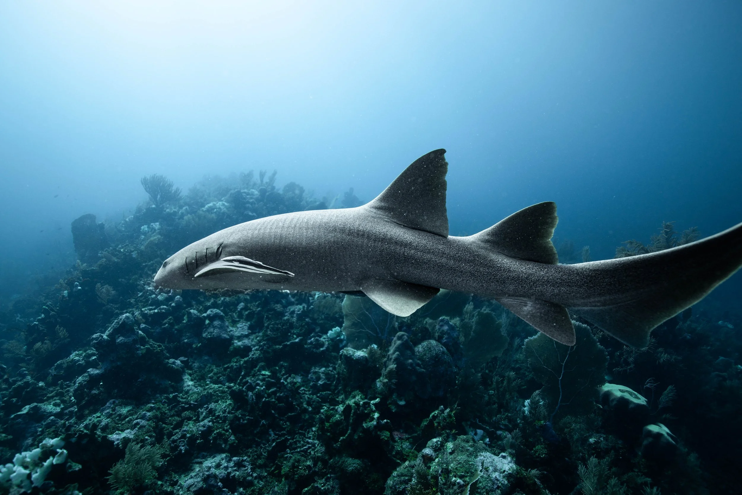A shark swimming above coral reef in the ocean.