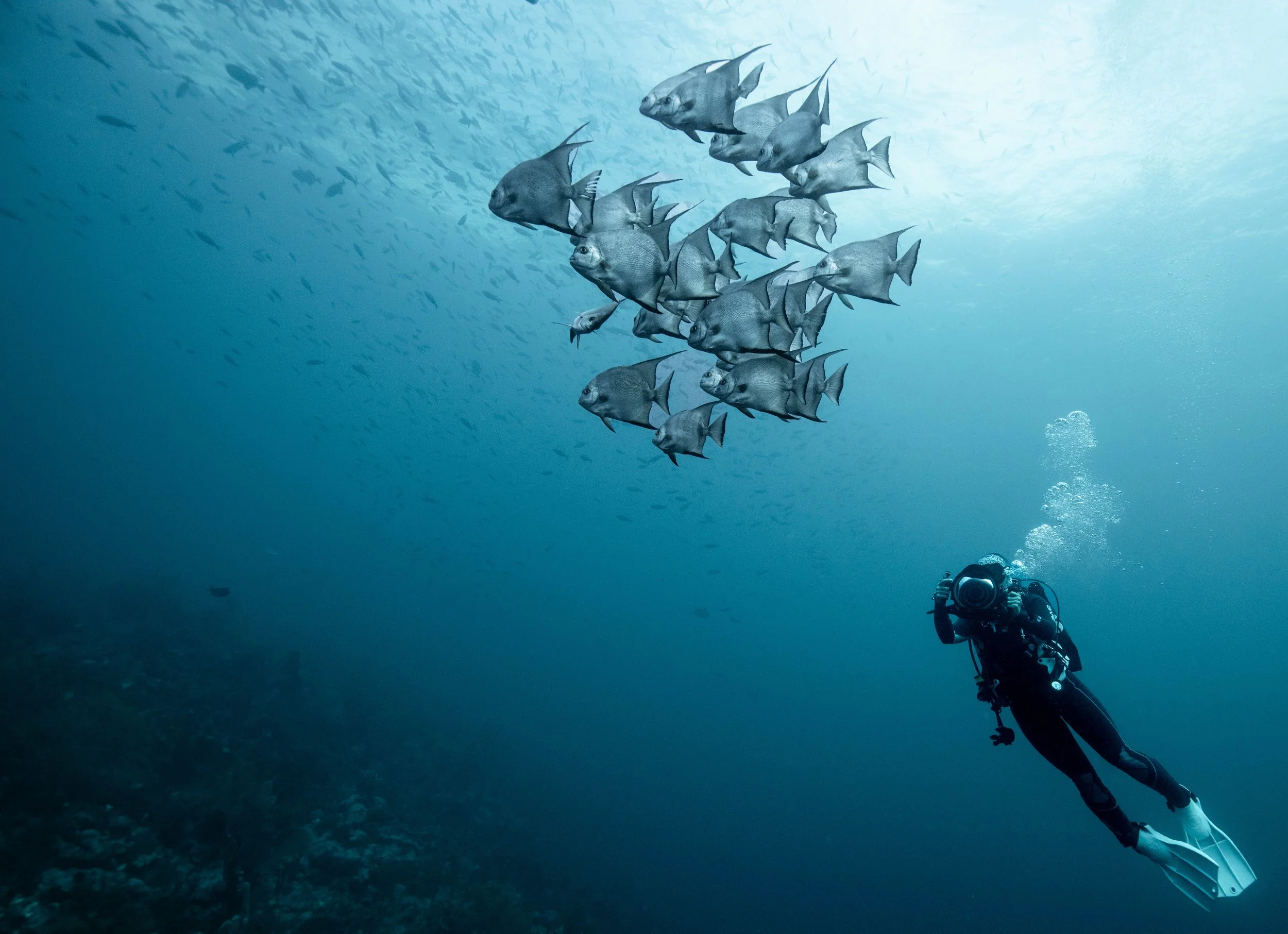 A scuba diver underwater near a school of fish swimming in the open ocean.